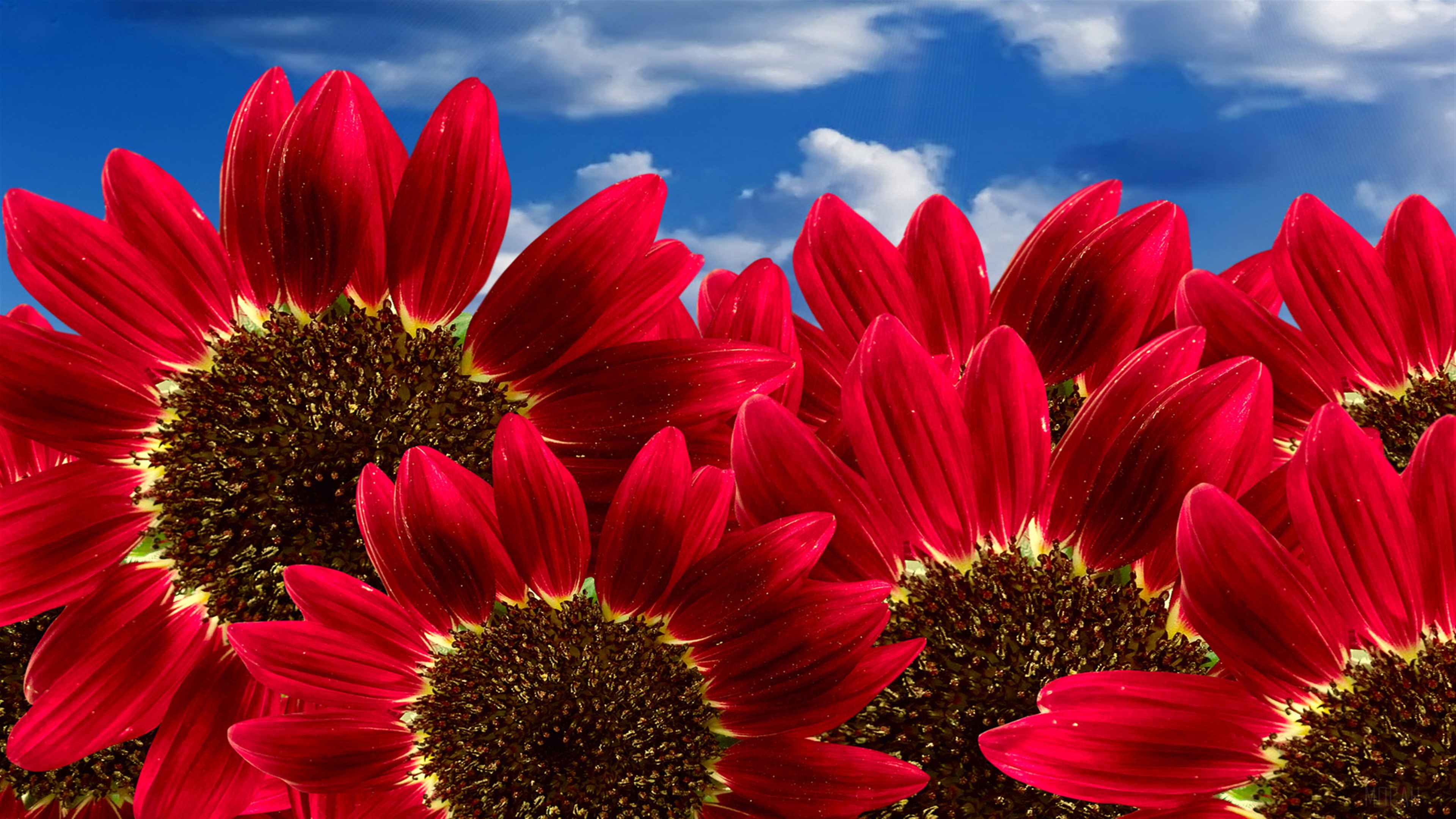 Pure Red Sunflowers HD Wallpaper