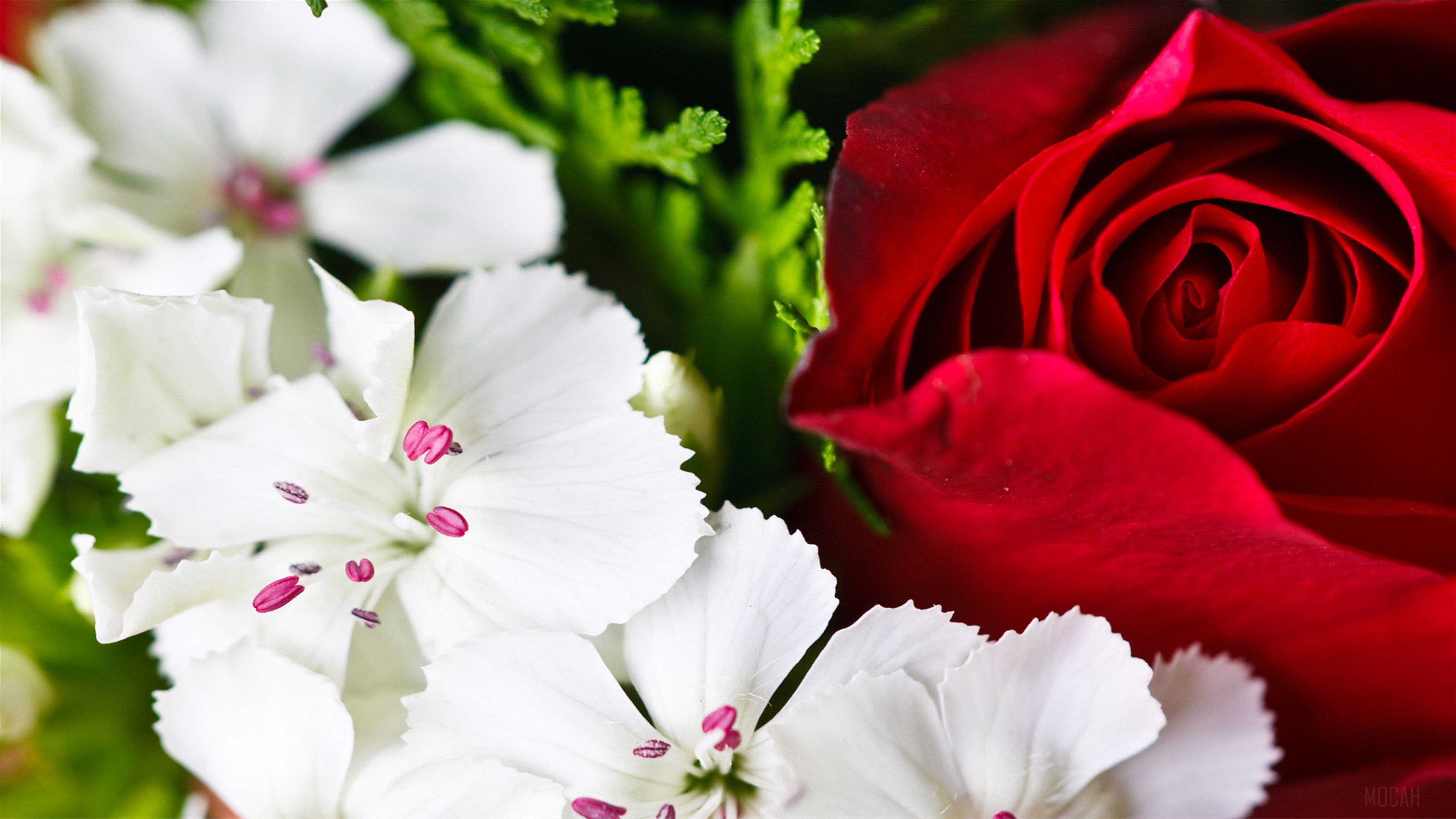 Red Rose and White Flowers 4K HD Wallpaper