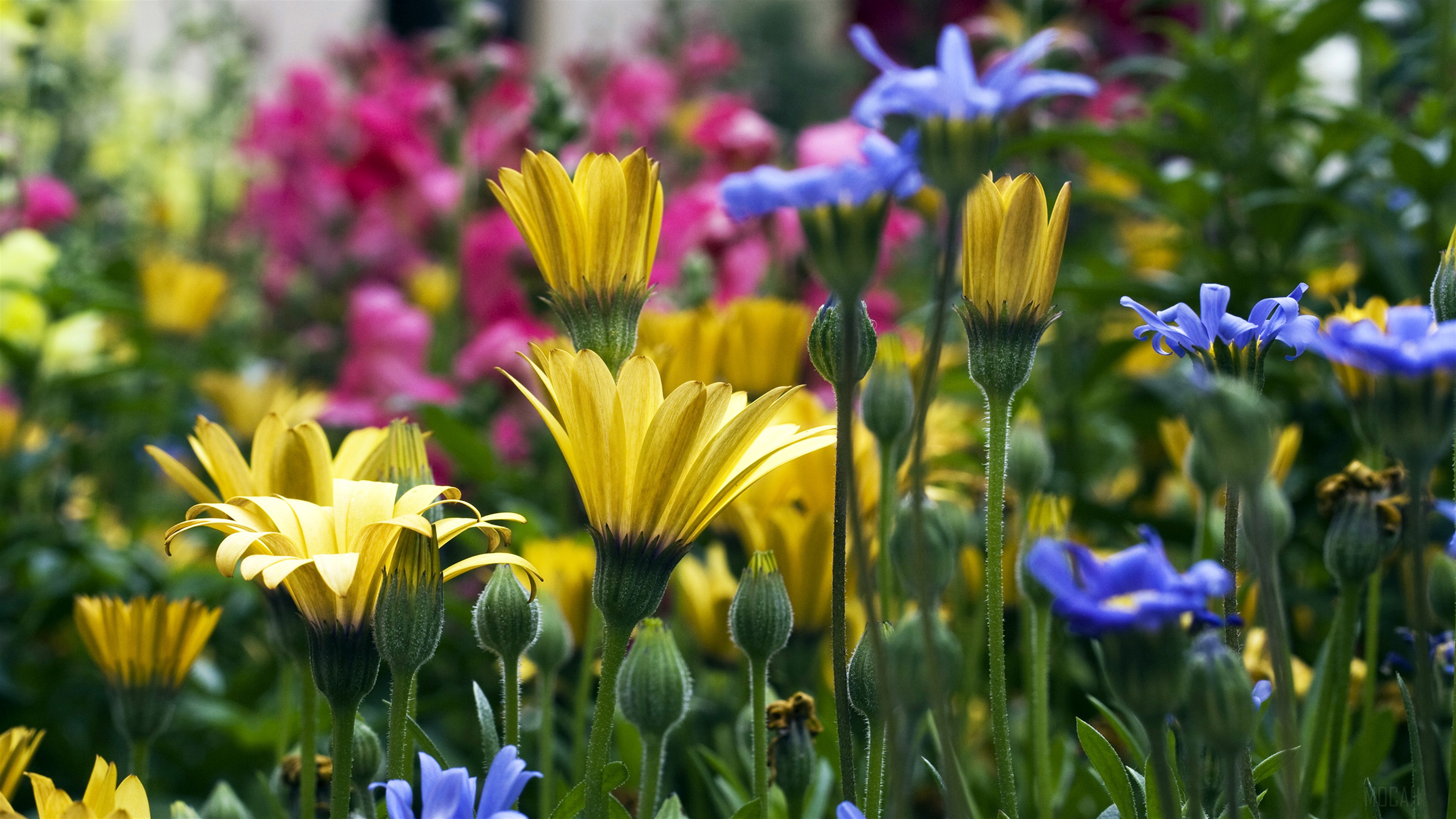 Yellow and blue flowers in a garden HD Wallpaper