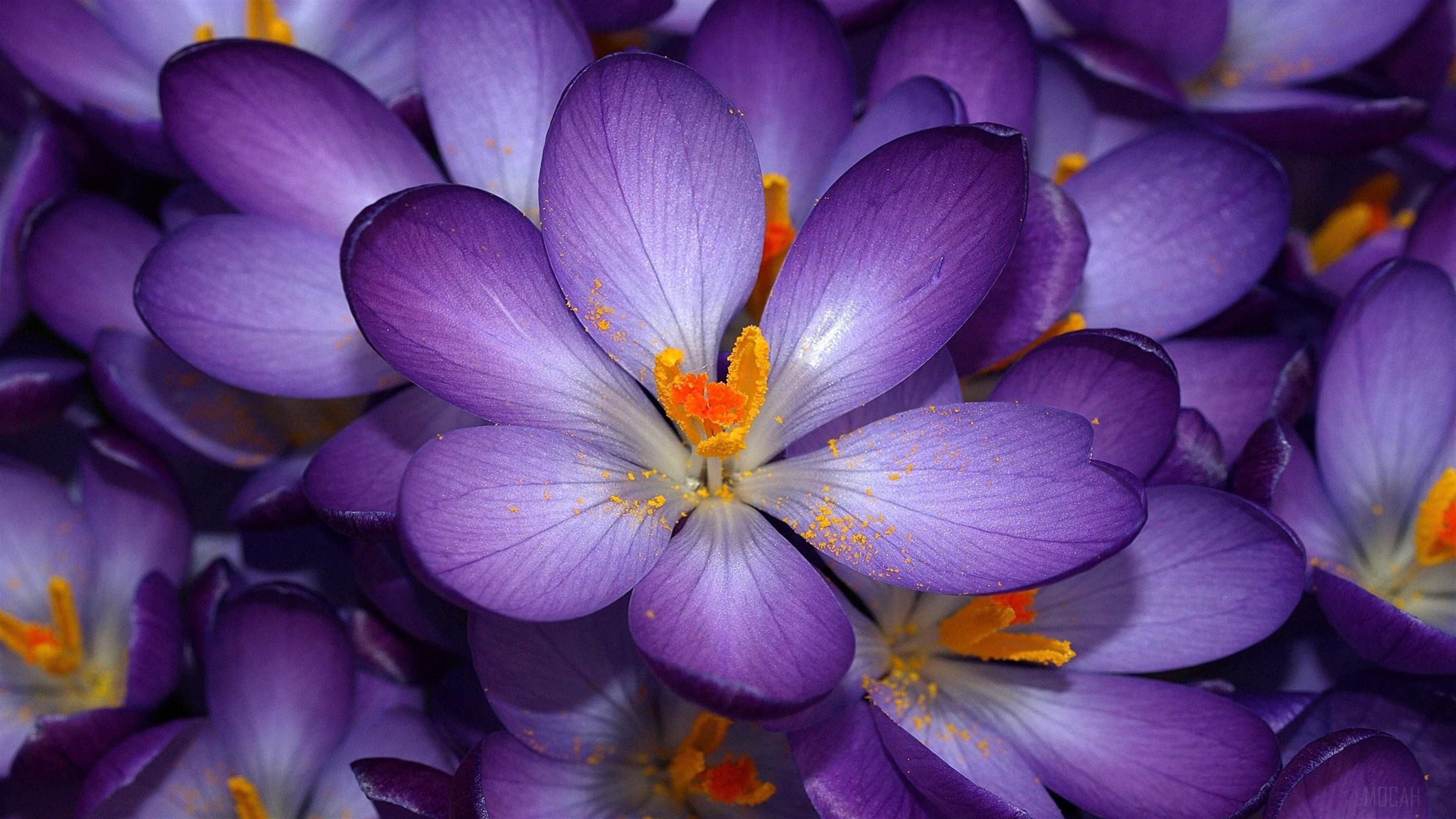 Vibrant Purple Crocus Flowers in Autumn 4K HD Wallpaper