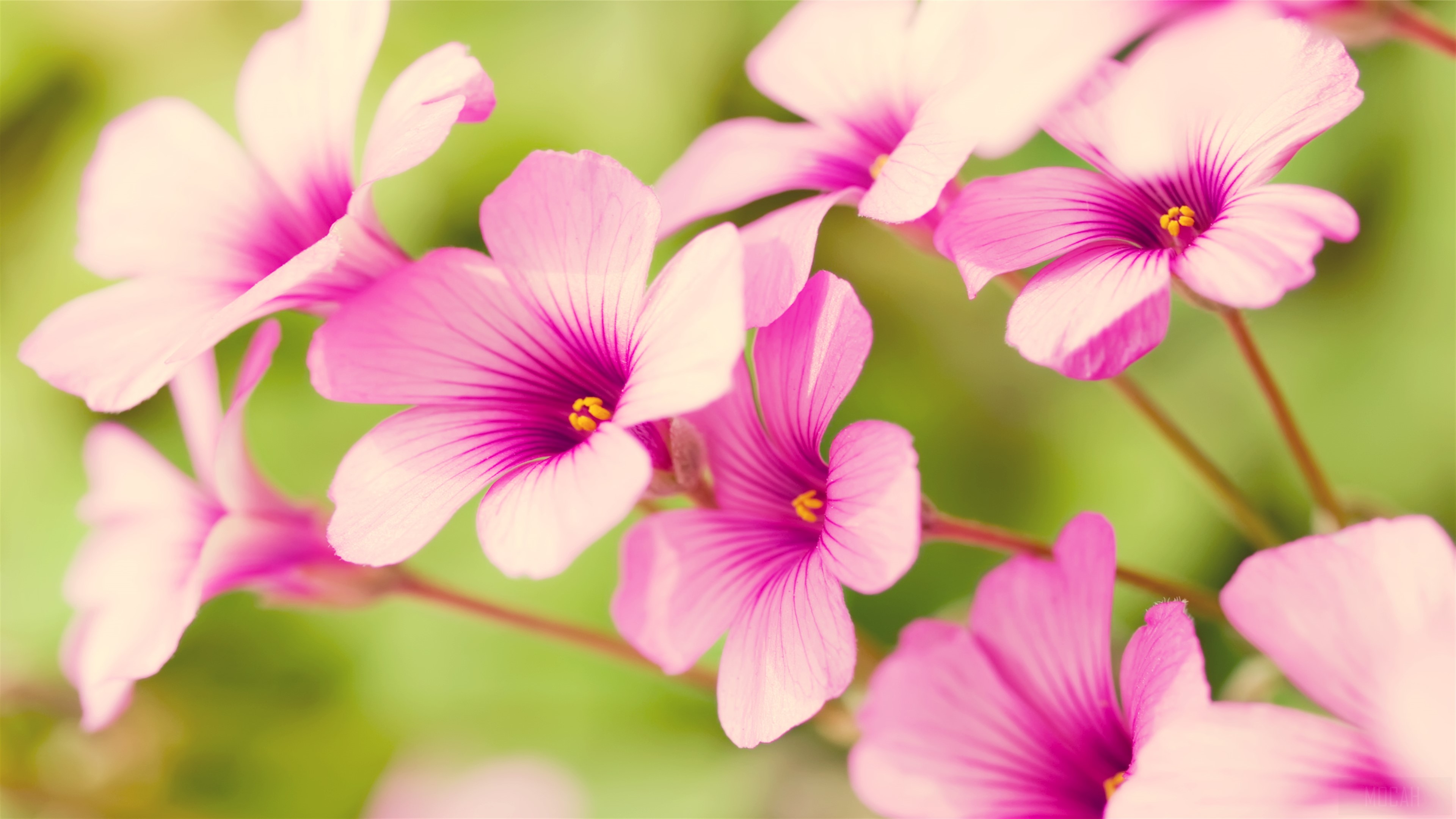 Pink flowers with purple veins 4K HD Wallpaper