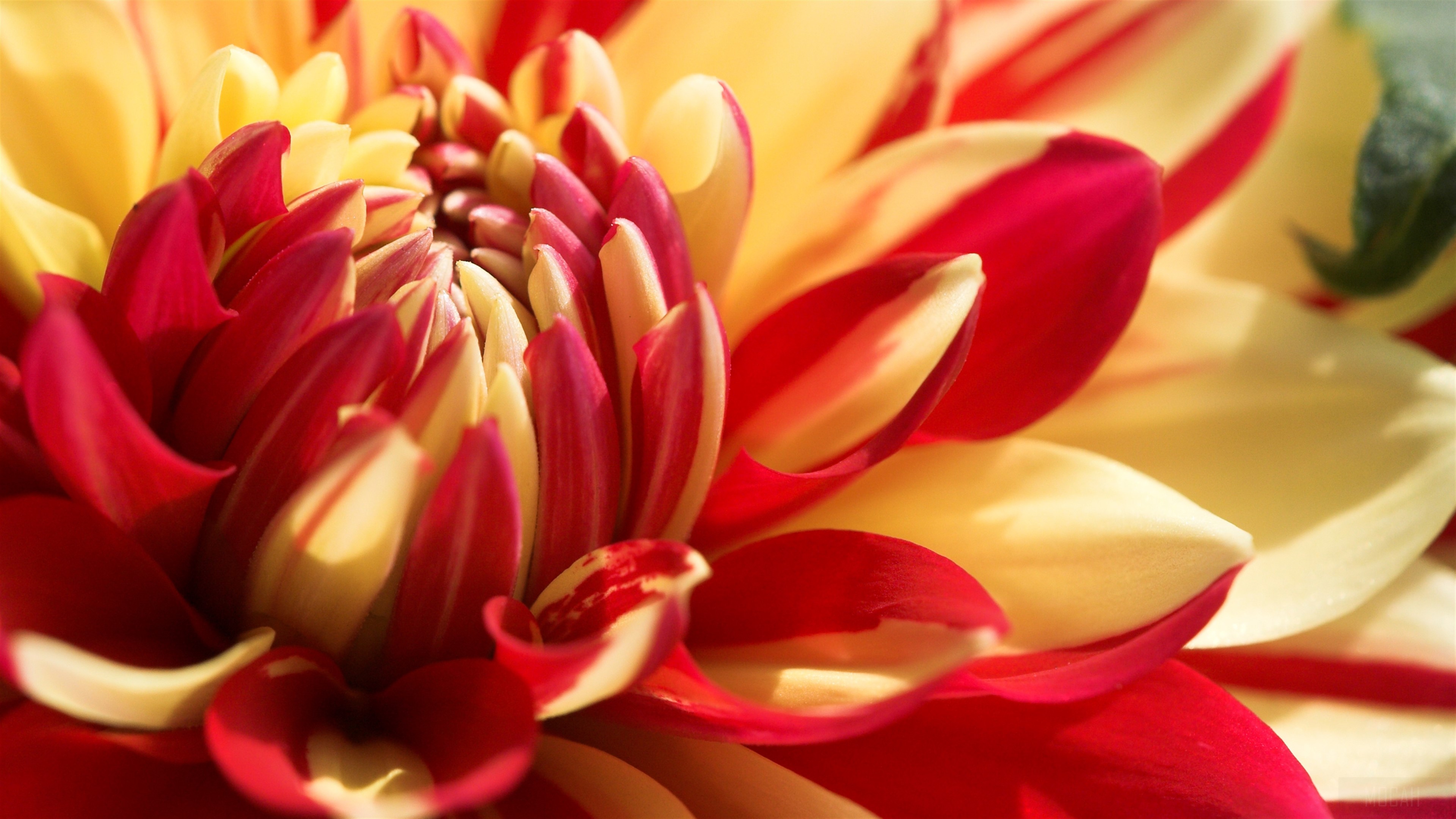 Close-up of a red and yellow dahlia flower HD Wallpaper