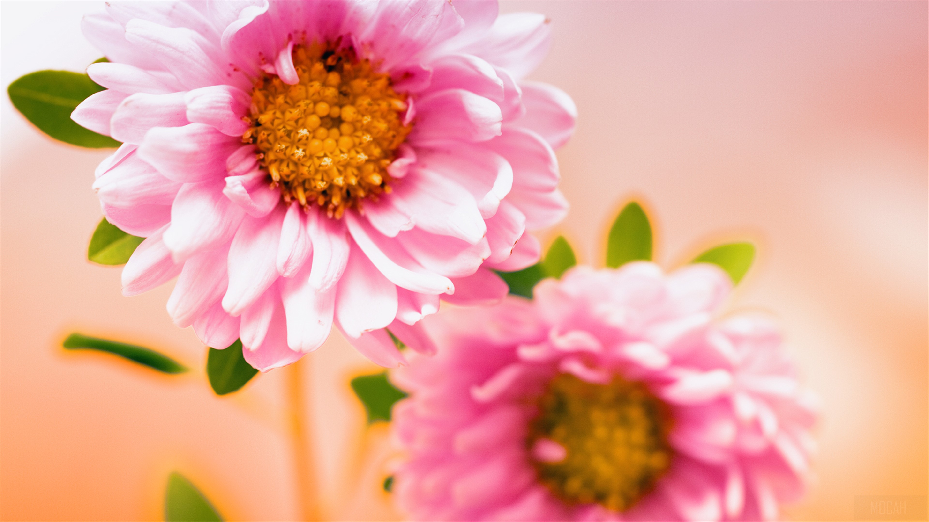 Pink Asters 4K HD Wallpaper