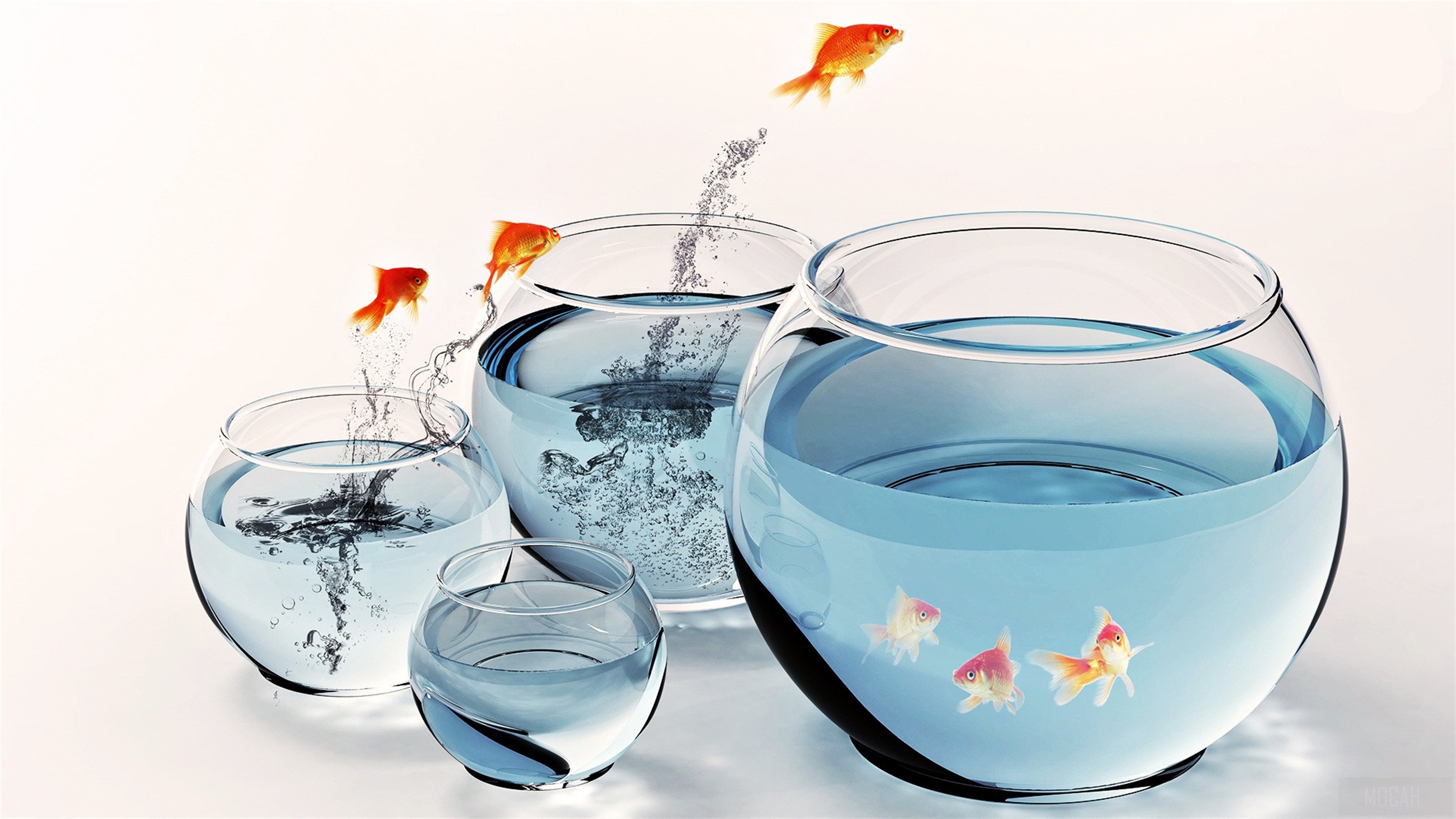 Goldfish Jumping Between Aquariums 4K HD Wallpaper