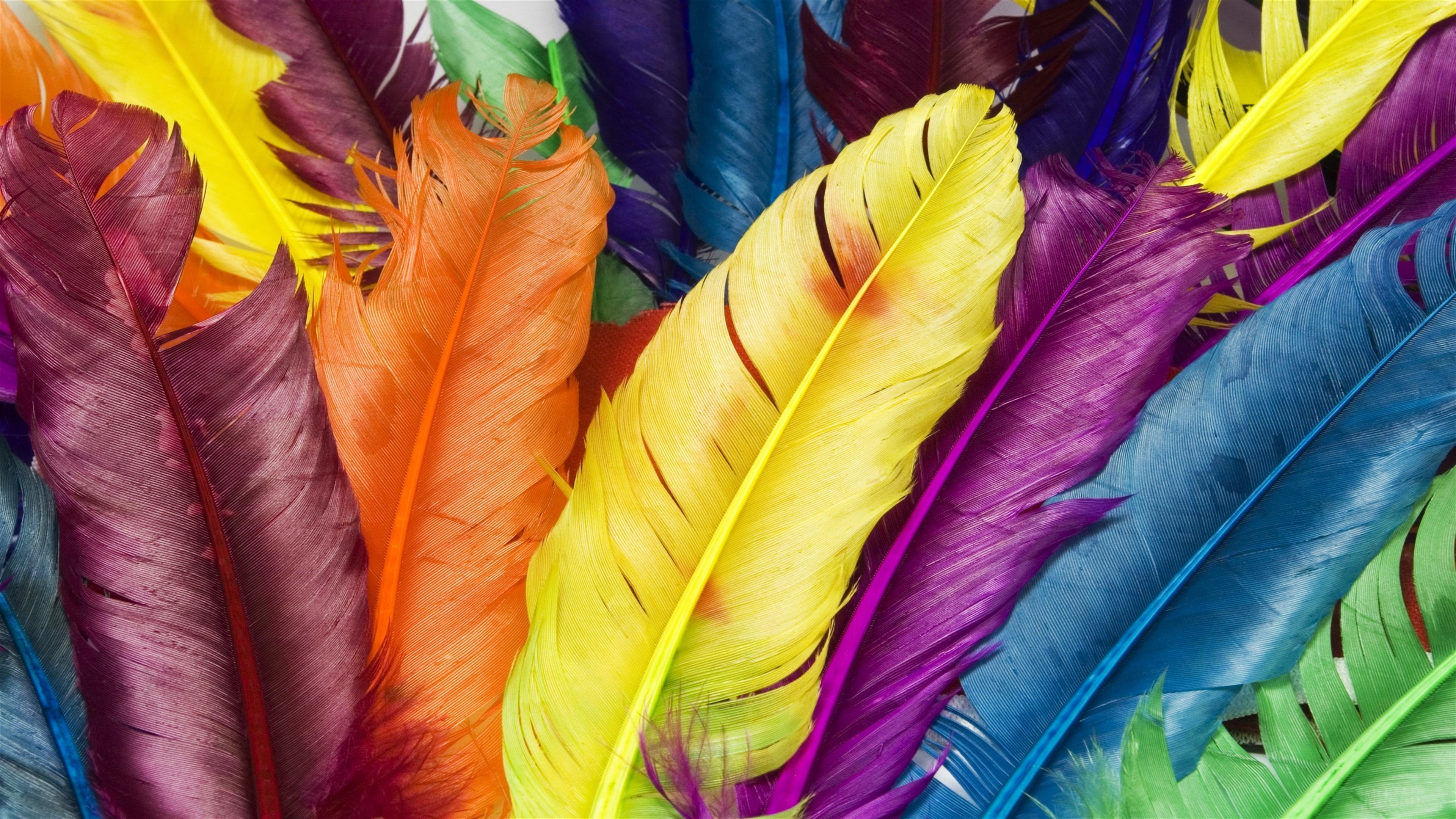 Colorful Feathers 4K HD Wallpaper