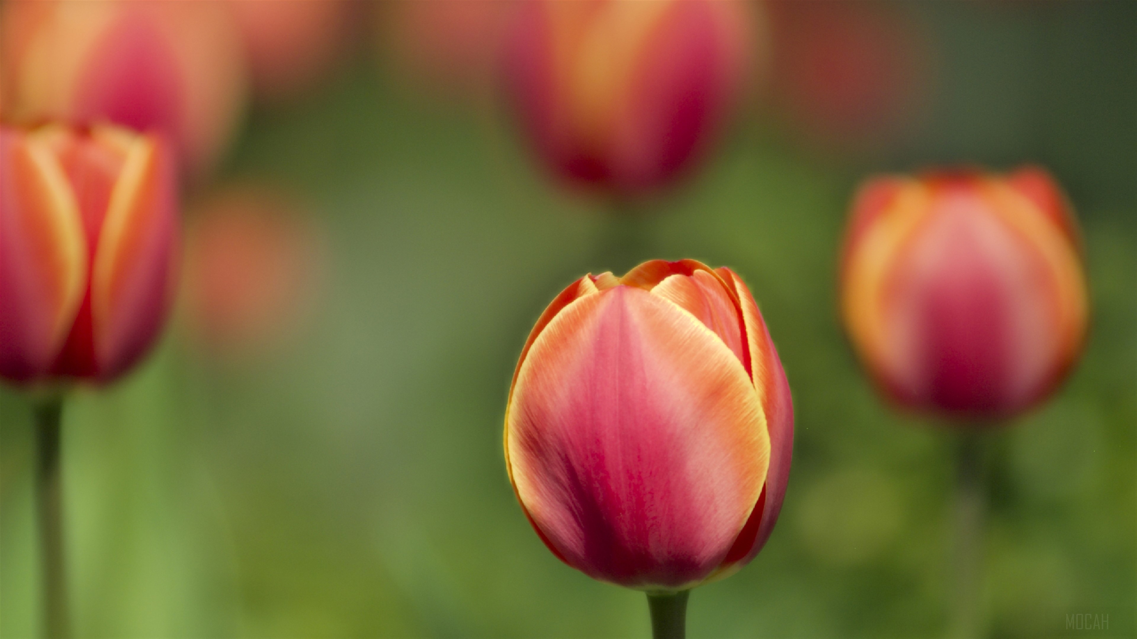 Tulips Macro Shot HD Wallpaper