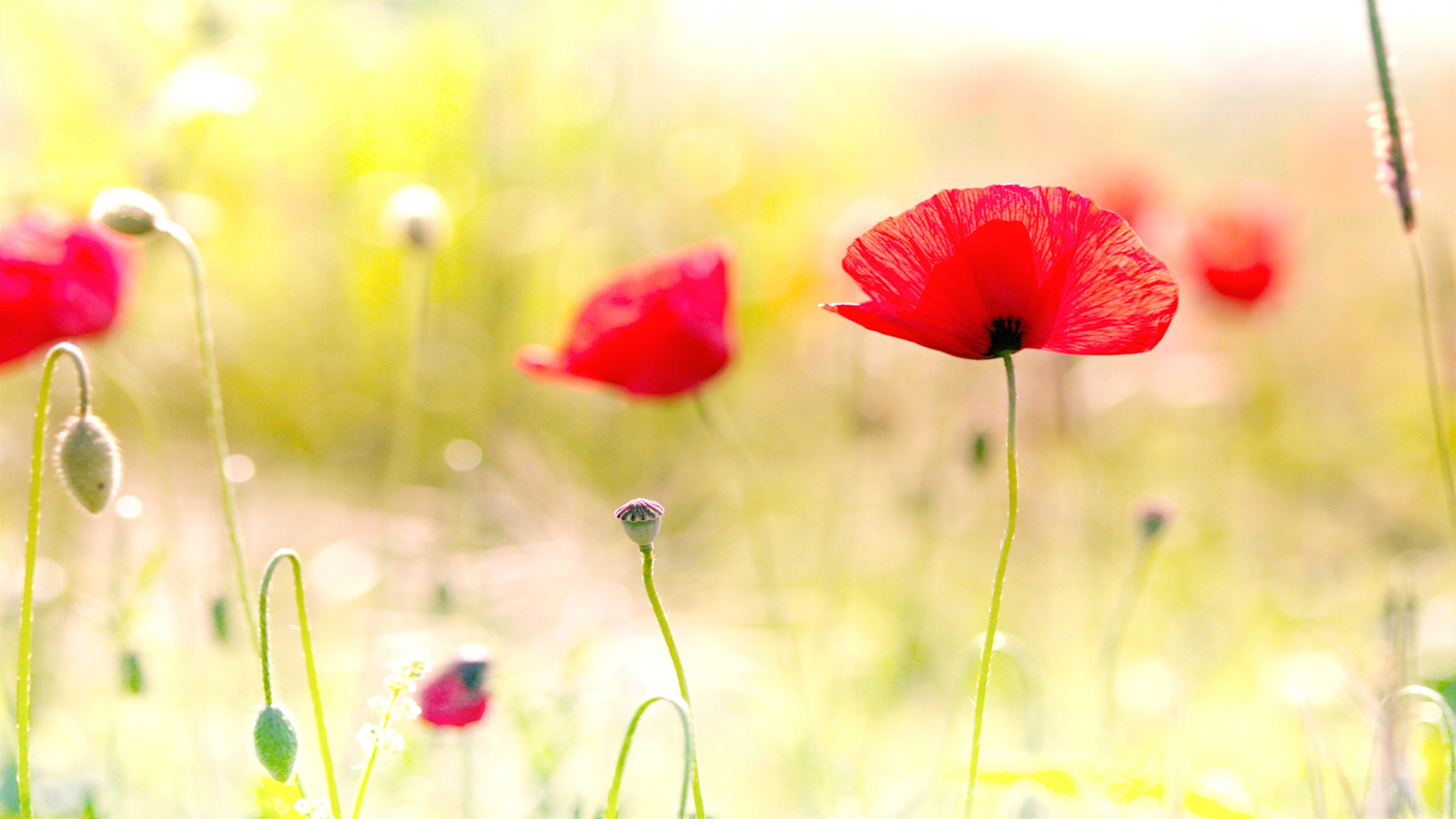 Red Poppy Flowers in a Field 4K HD Wallpaper