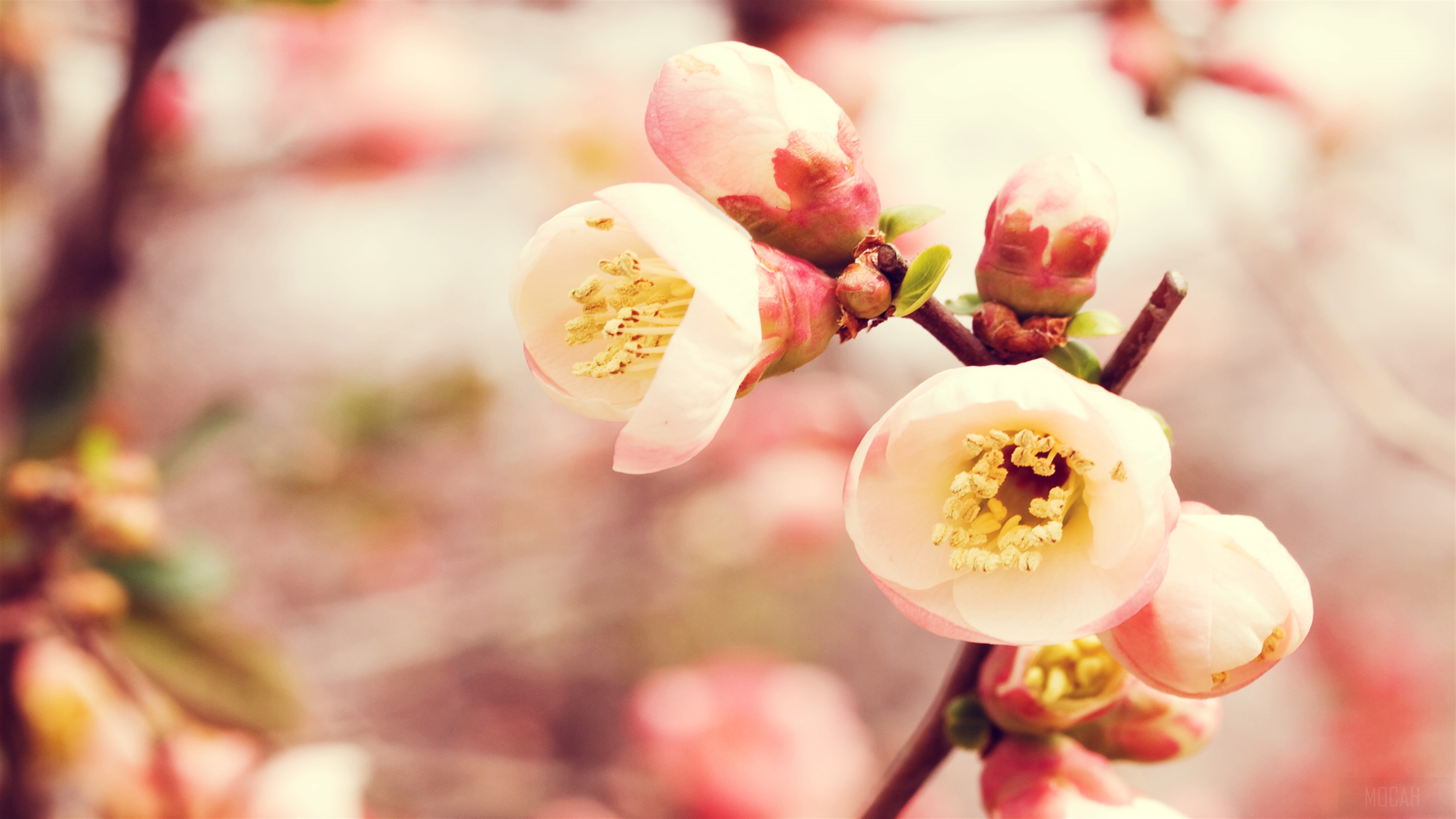 Flowering Quince HD Wallpaper