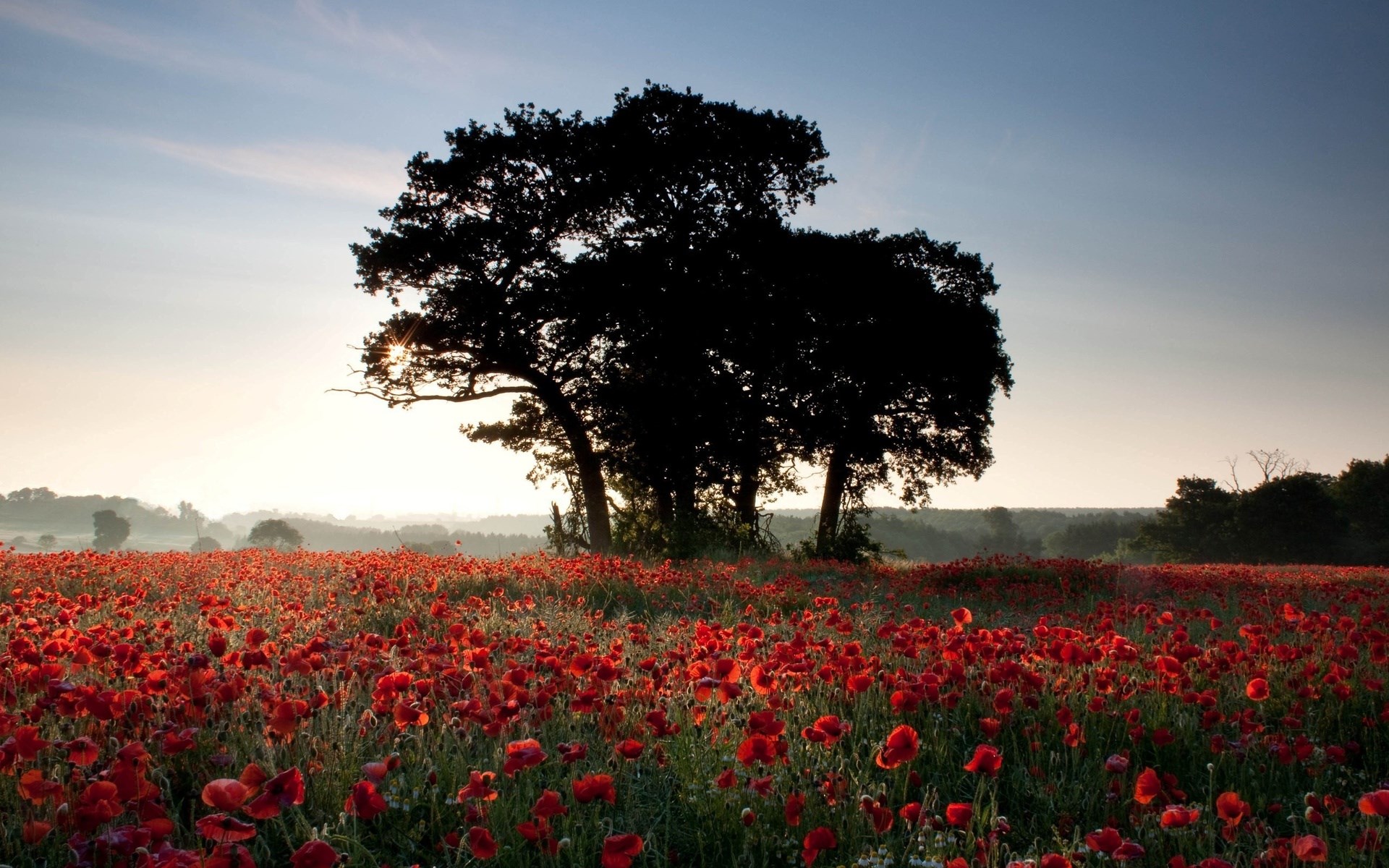 Field of poppies with silhouetted trees at sunrise HD Wallpaper