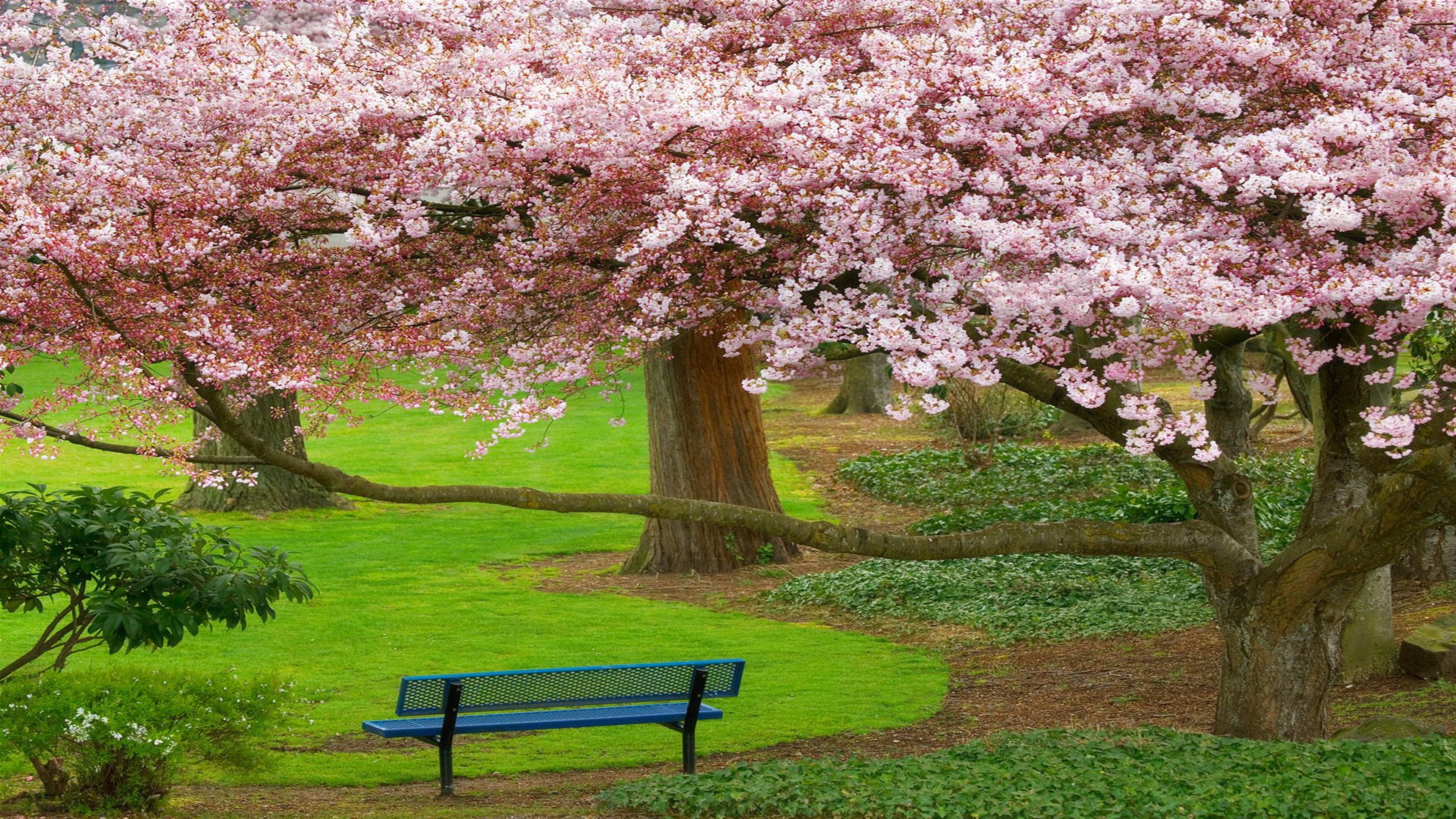 Cherry blossoms in a park with a bench HD Wallpaper