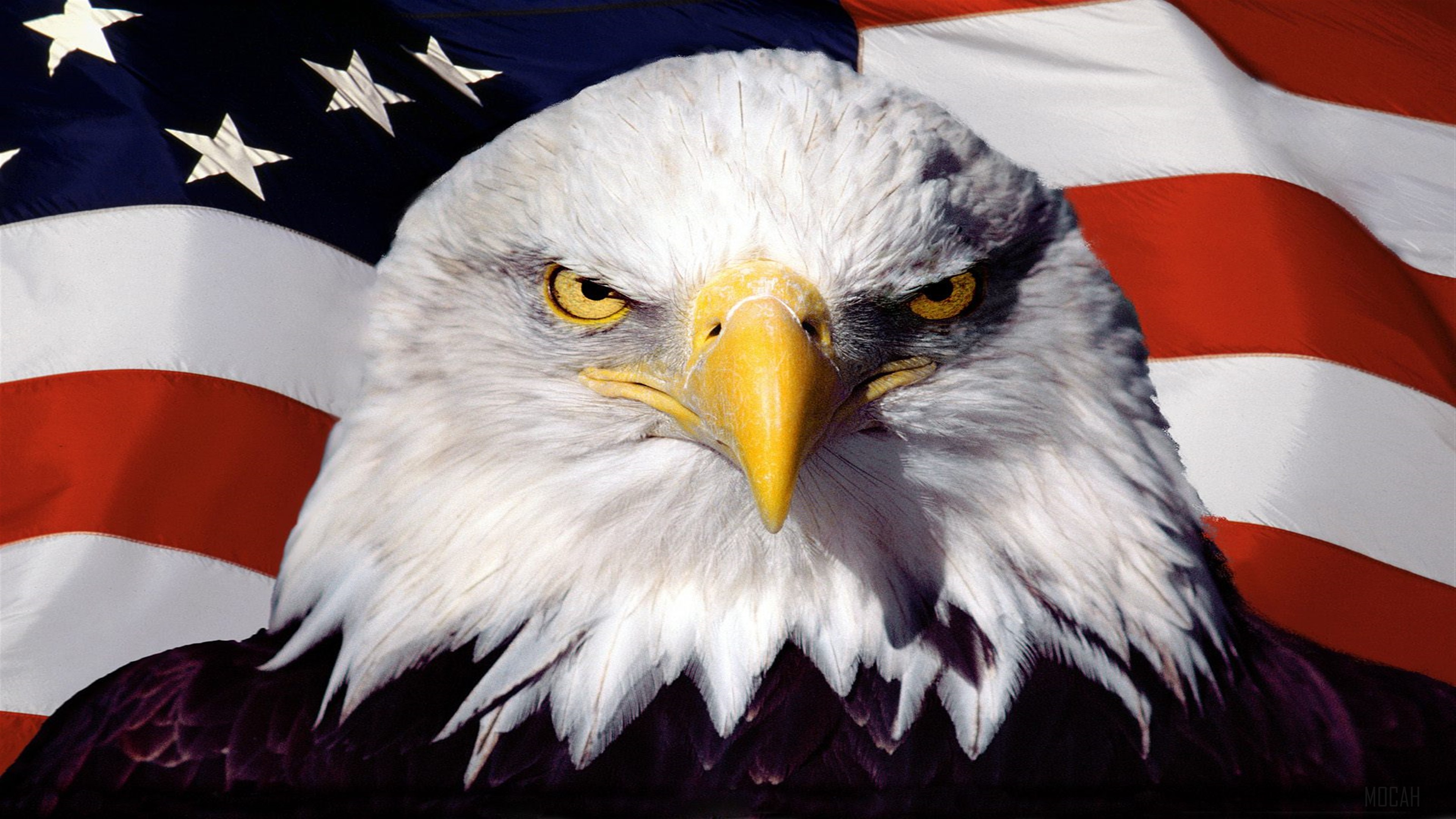 Bald Eagle in front of American Flag 4K HD Wallpaper