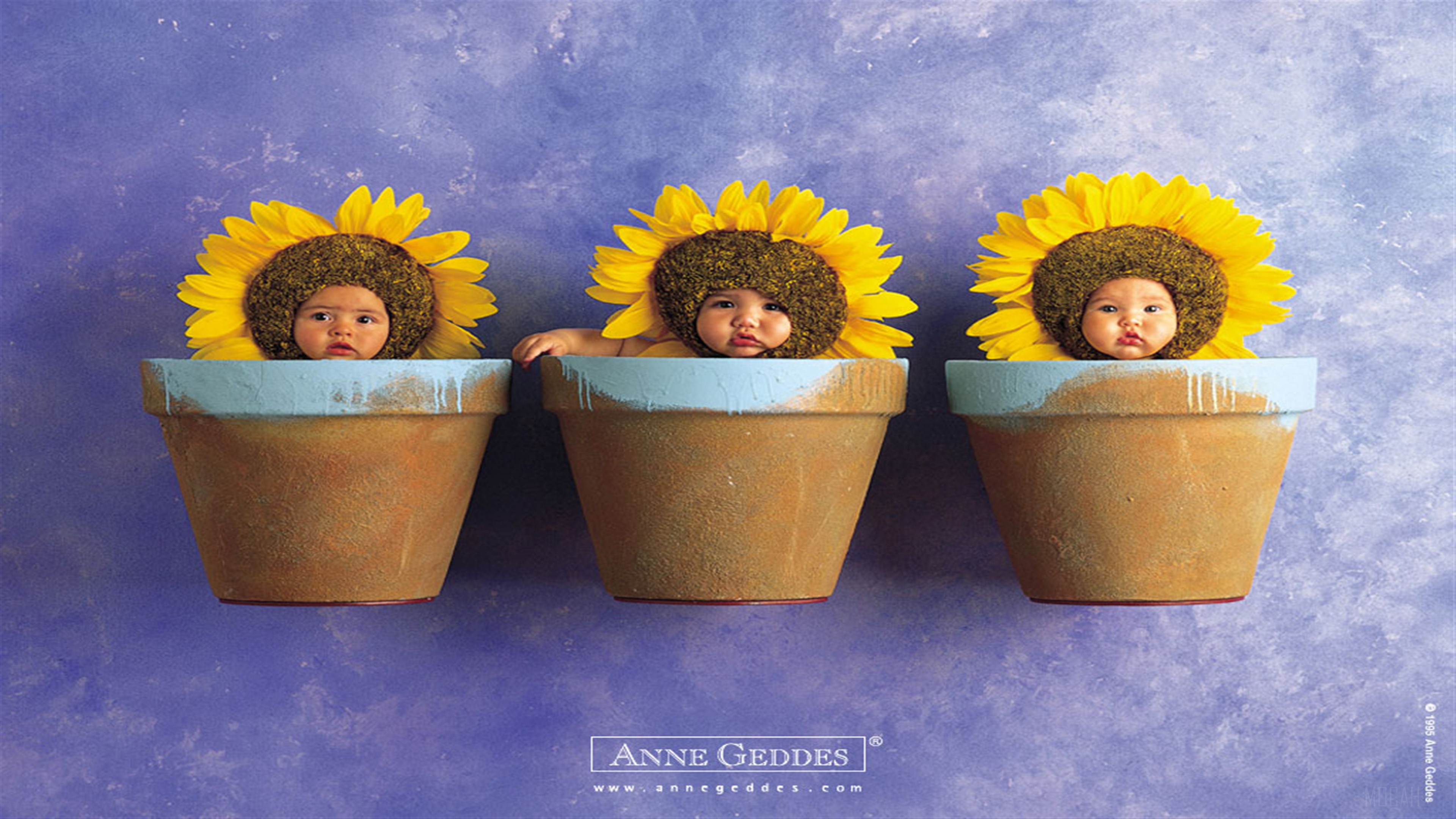 Anne Geddes Sunflower Babies 4K HD Wallpaper