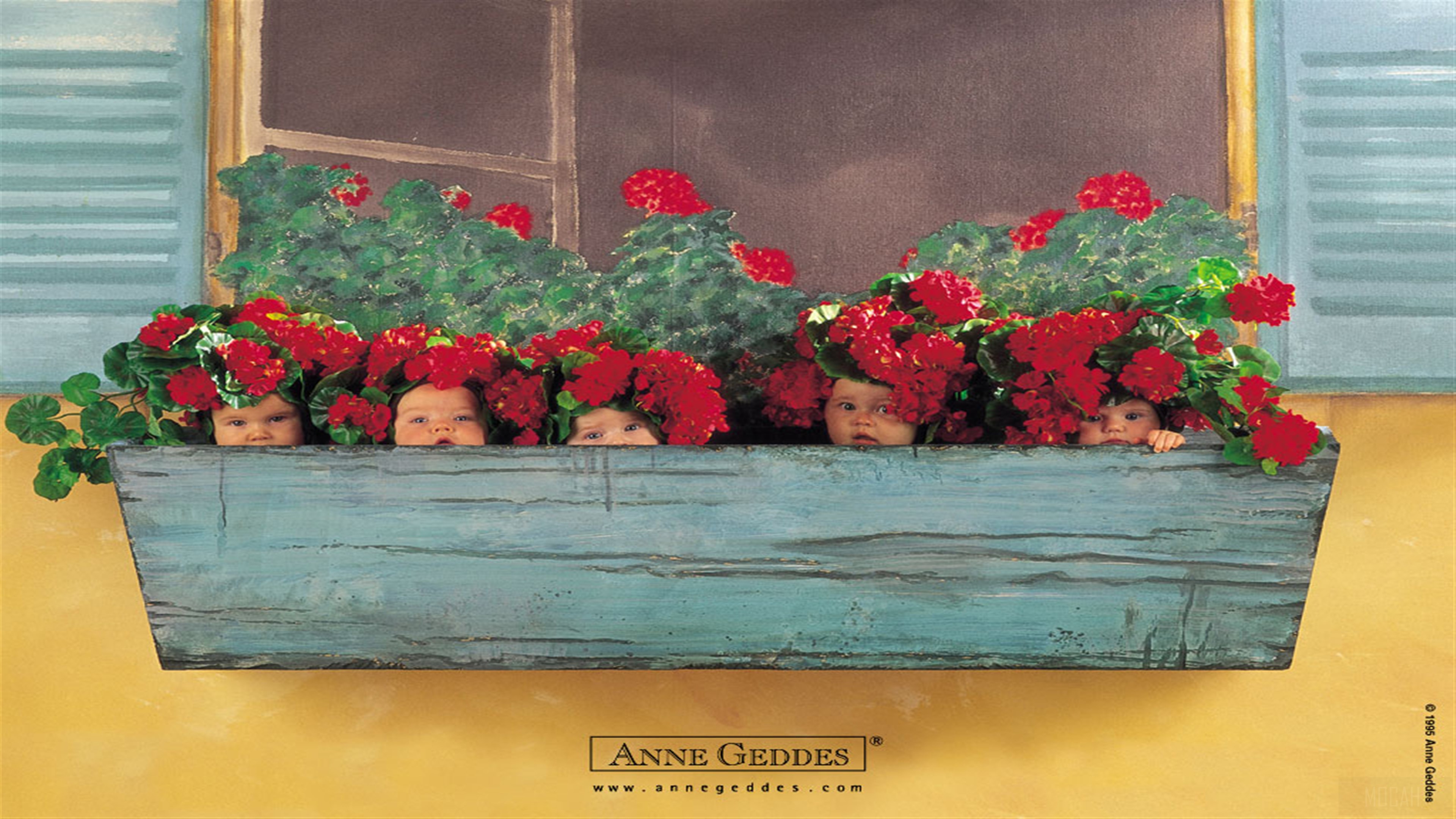 Babies in a flower box HD Wallpaper