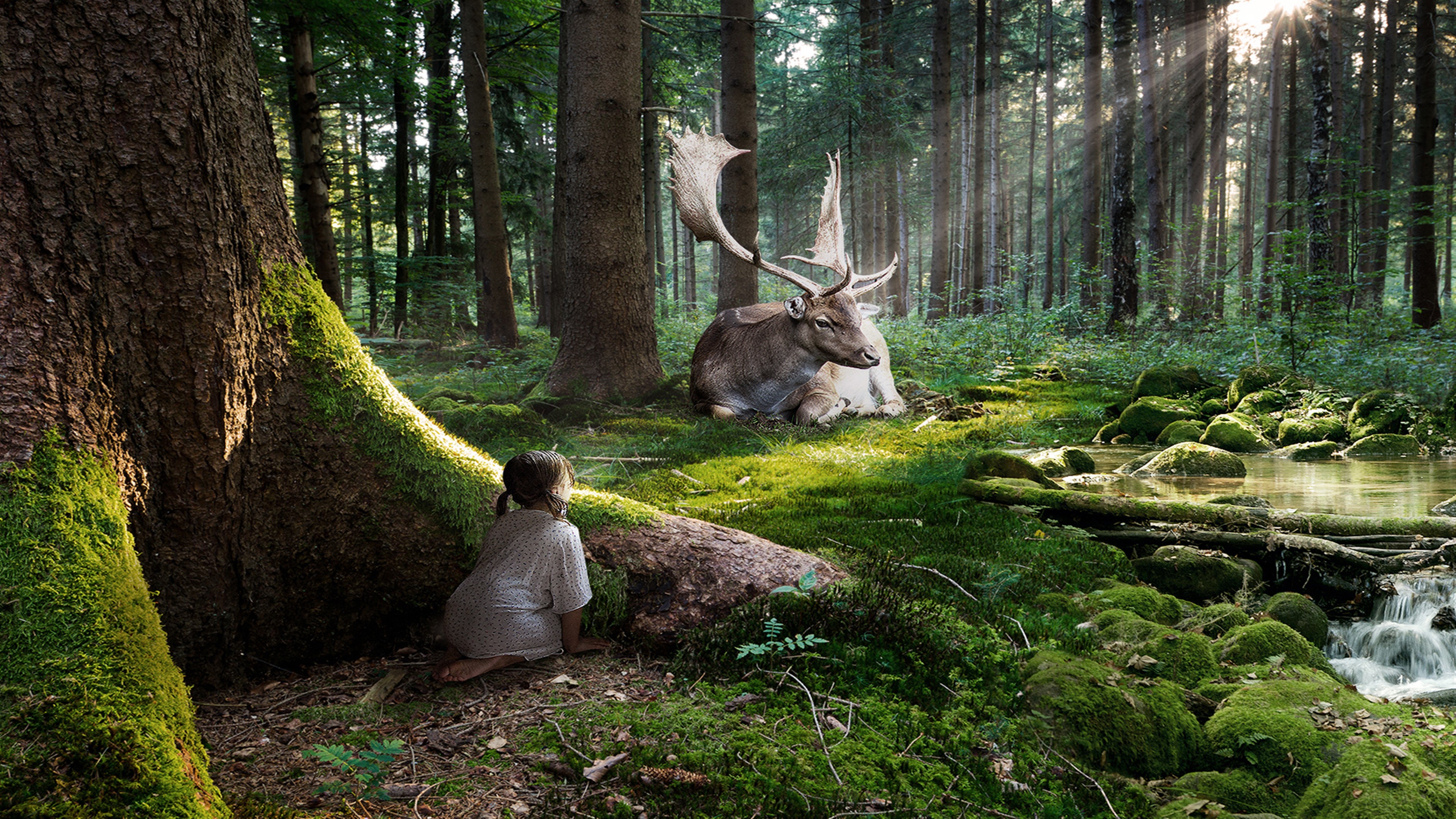 Fairytale Forest HD Wallpaper