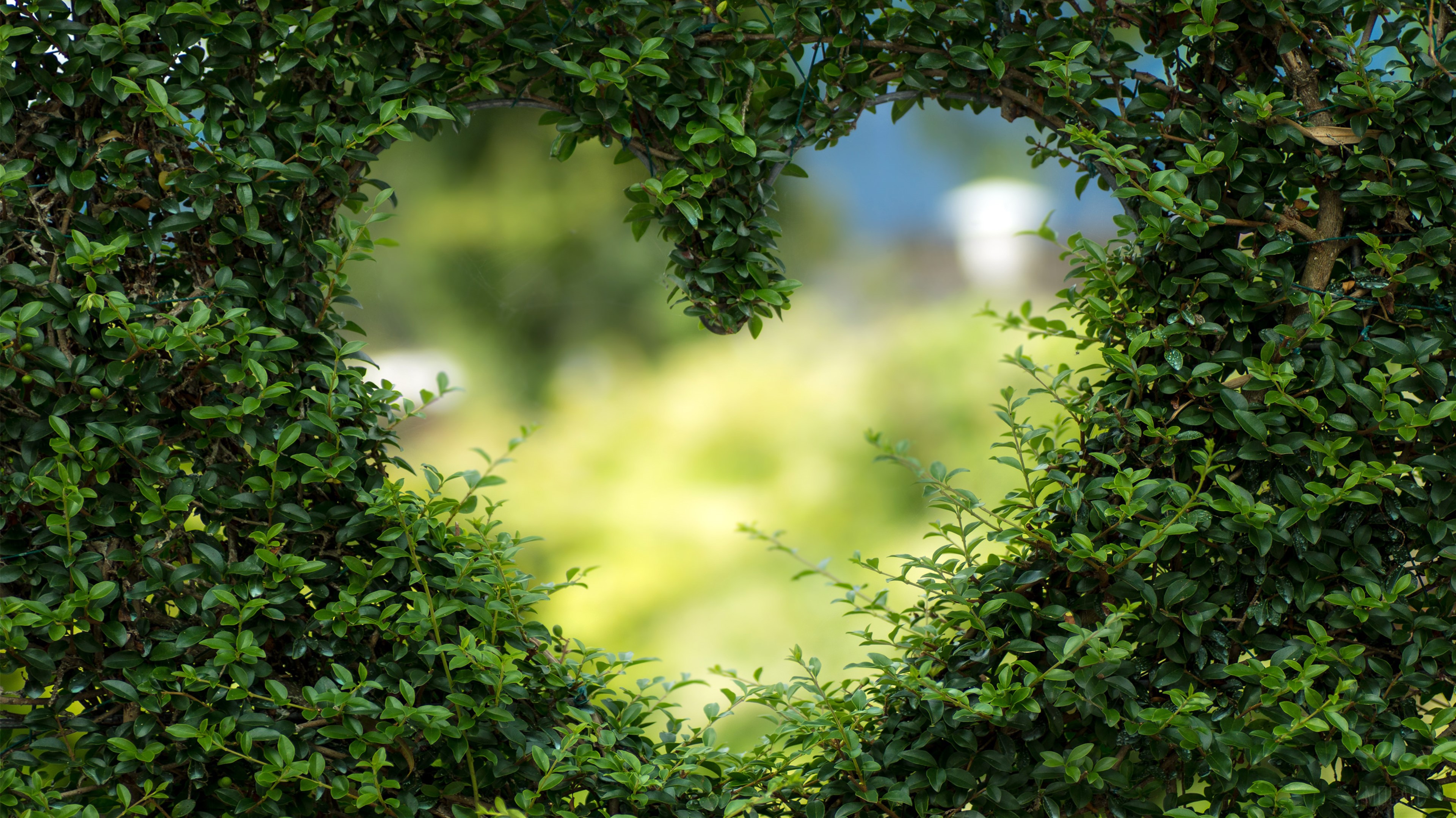 Heart shape formed by green leaves, 4K HD Wallpaper