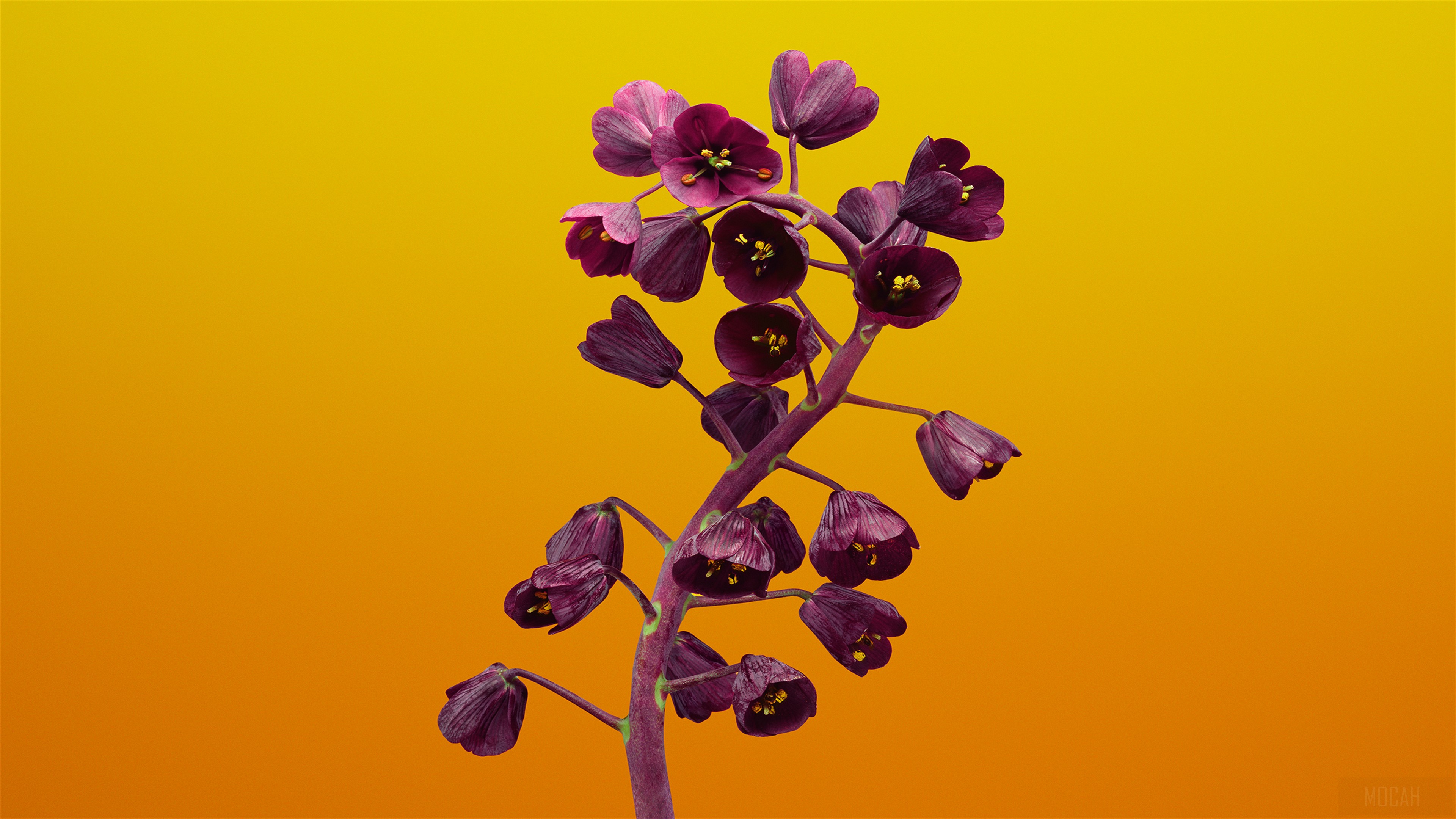Fritillaria Flower 4K HD Wallpaper