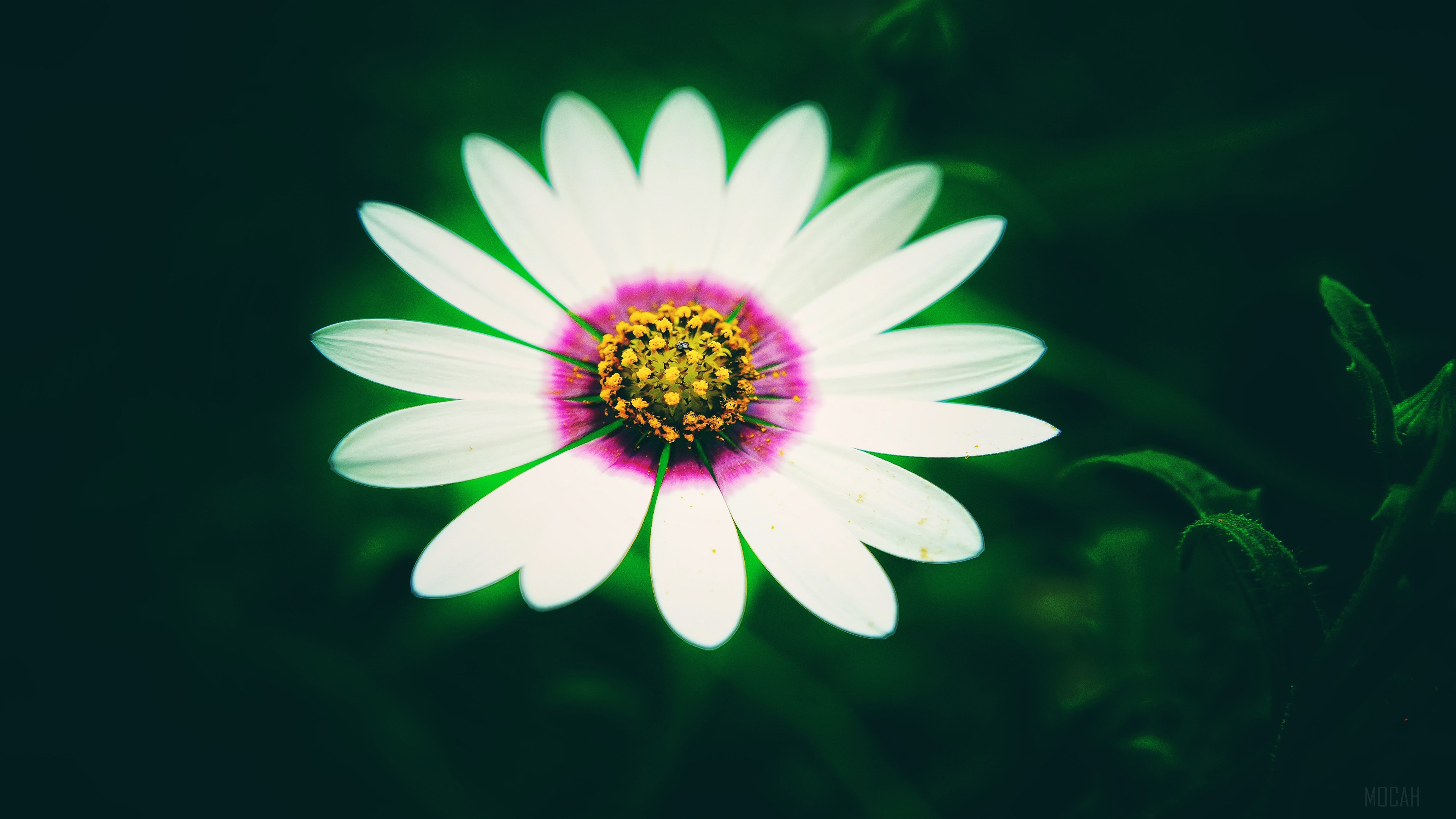 White Daisy Flower HD Wallpaper
