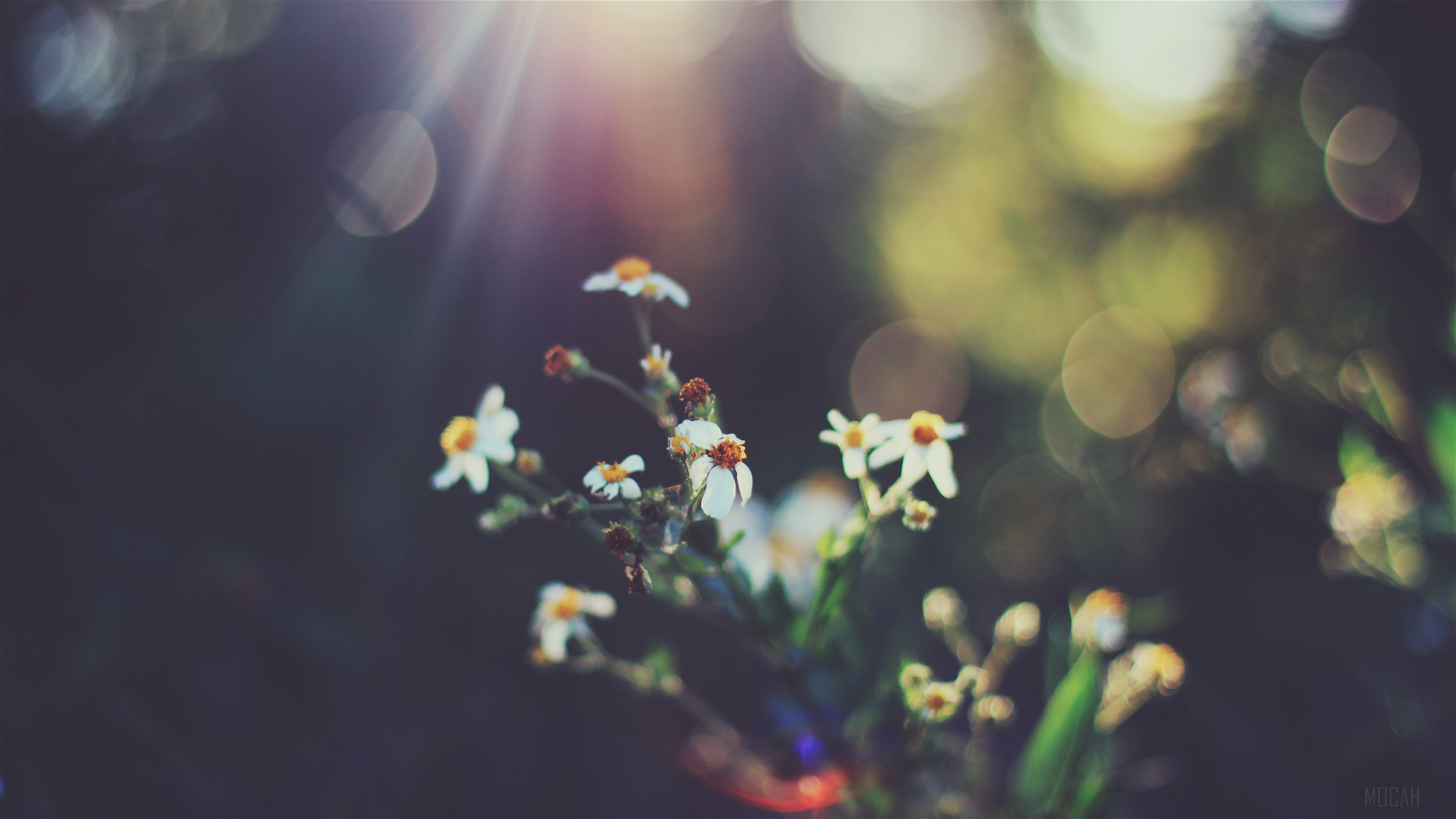 White Blossoms with Bokeh 4K HD Wallpaper