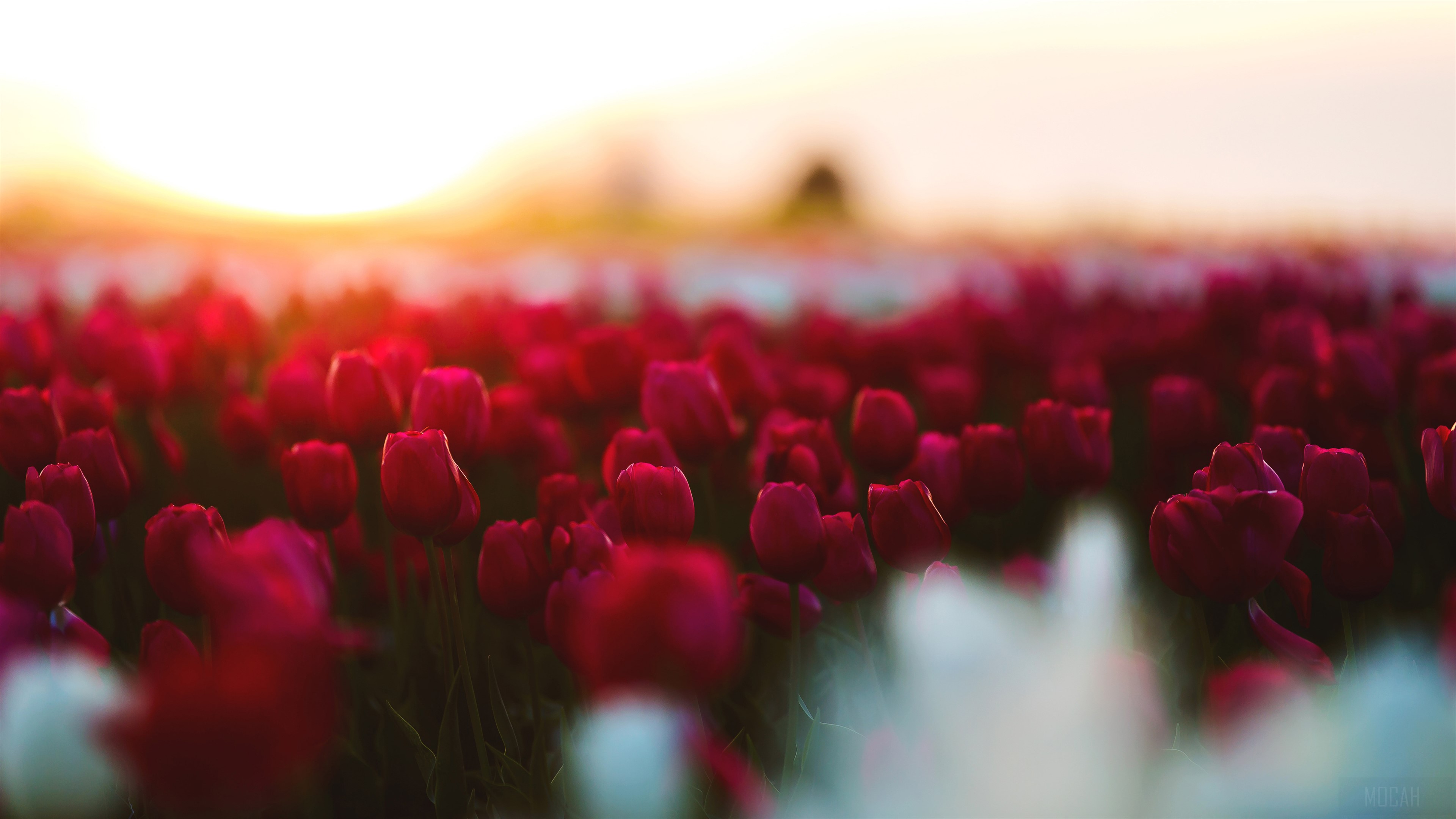 Field of Red Tulips at Sunset 4K HD Wallpaper