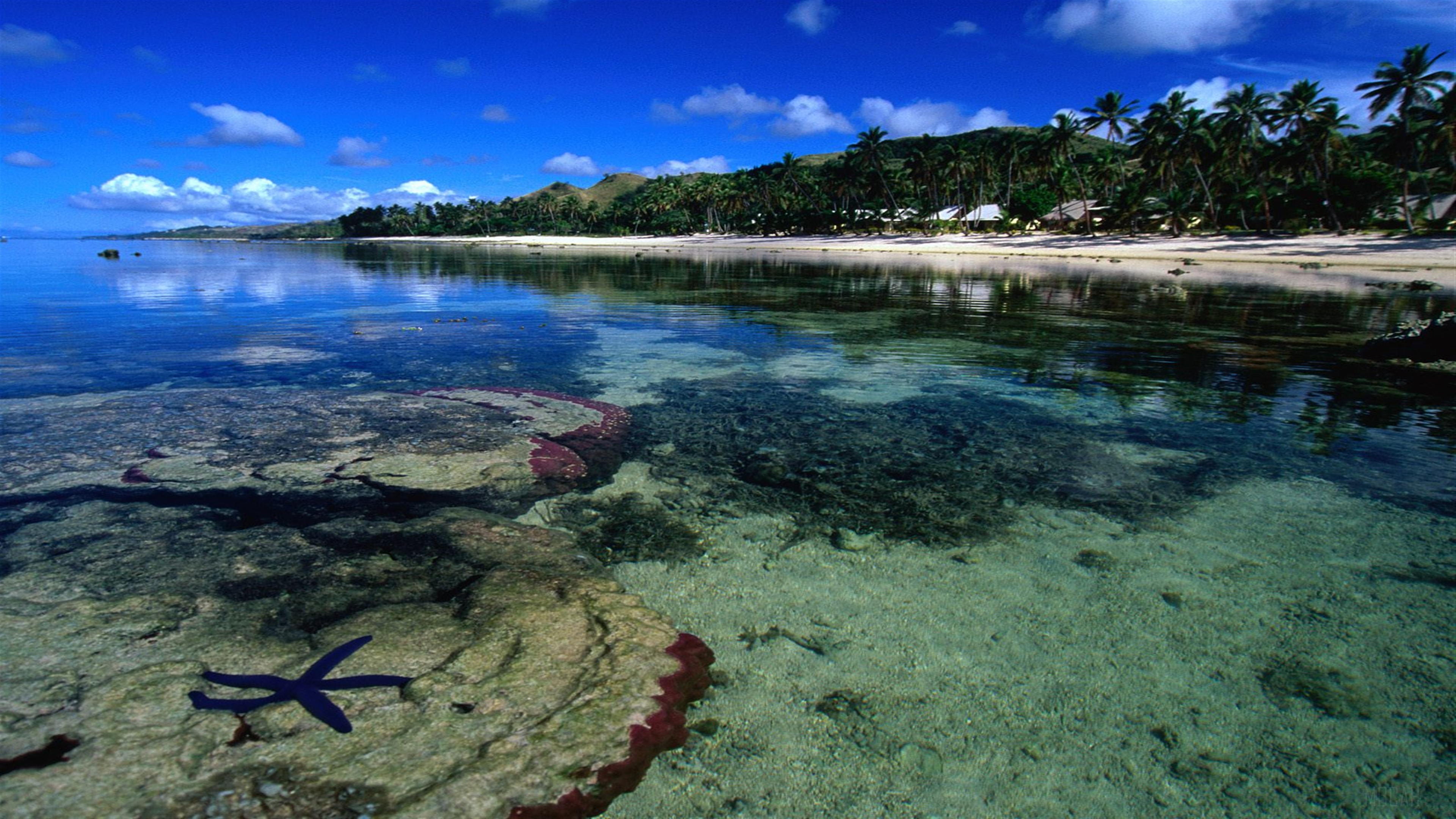Starfish on Coral Coast Beach 4K HD Wallpaper