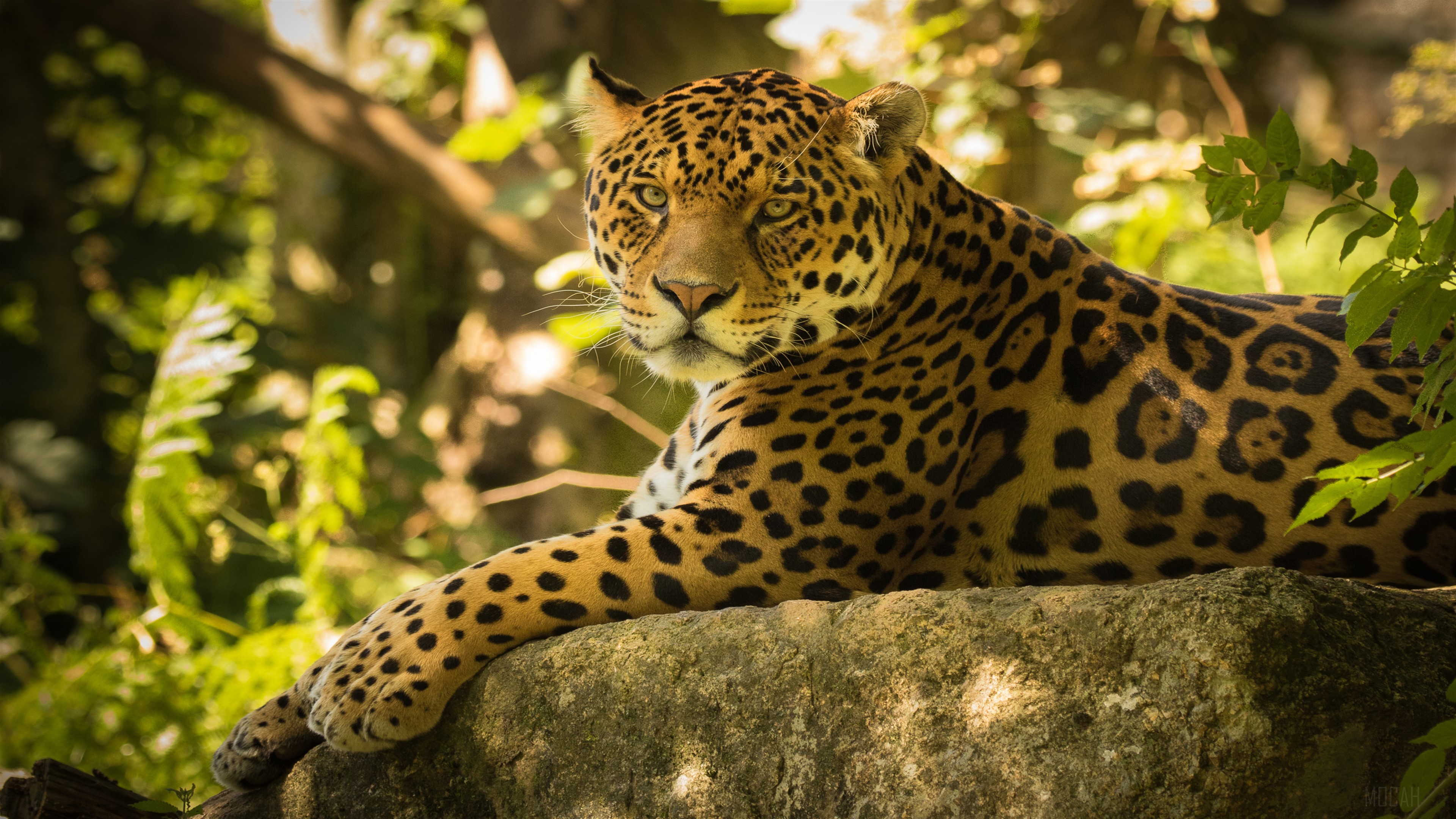Chincha the Jaguar HD Wallpaper