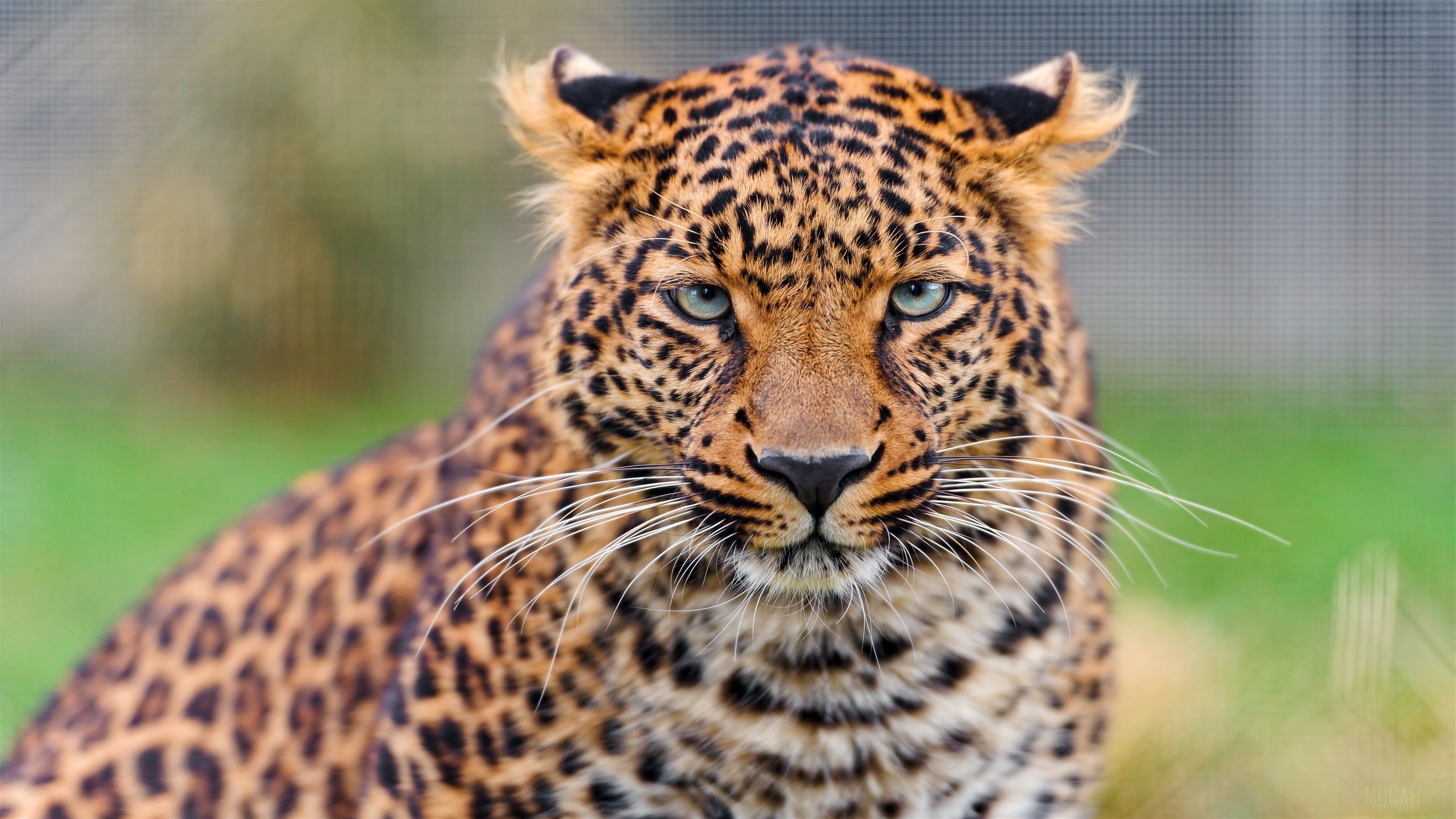 Young Leopard HD Wallpaper