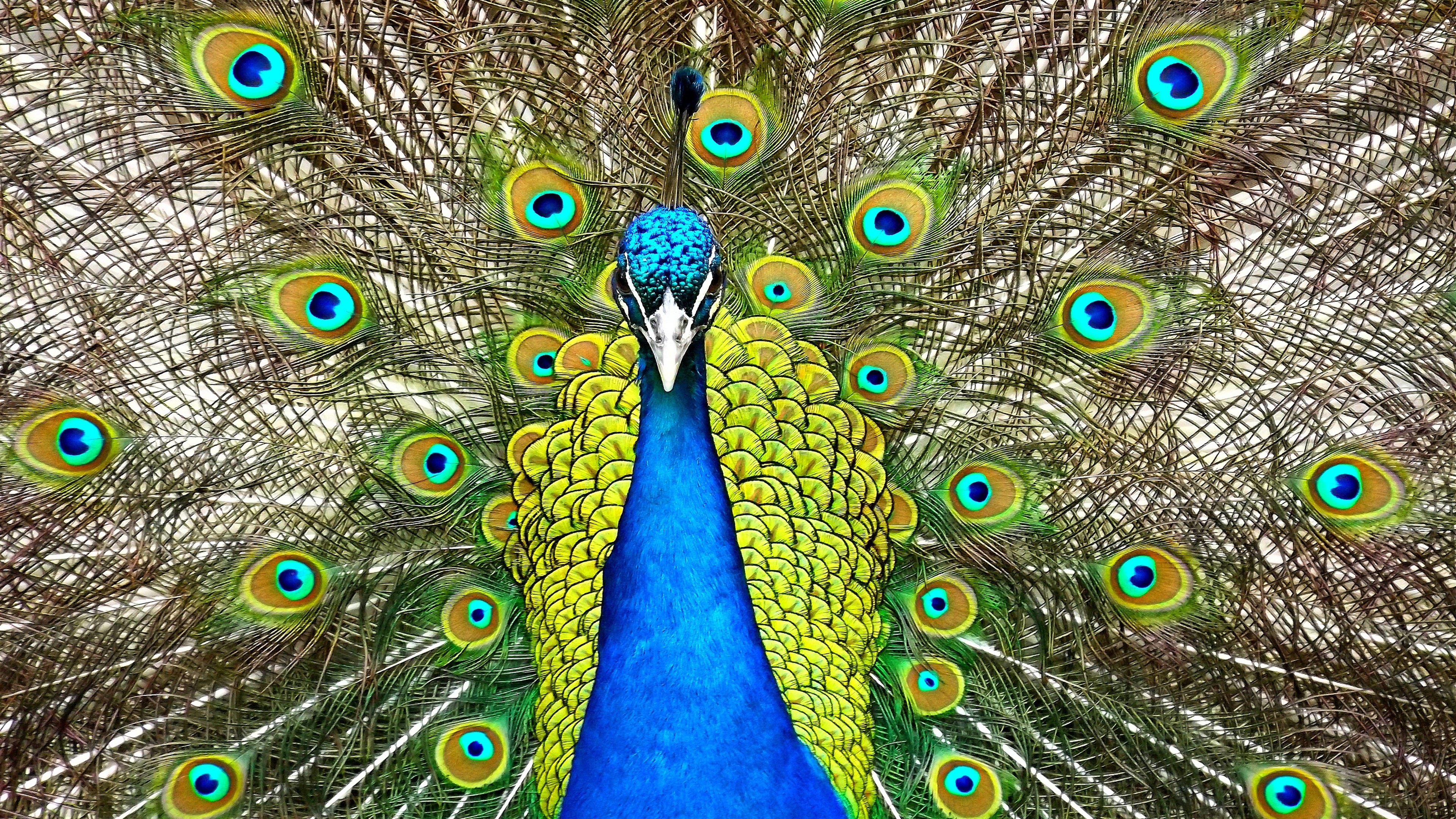 Peacock displaying its tail feathers 4K HD Wallpaper