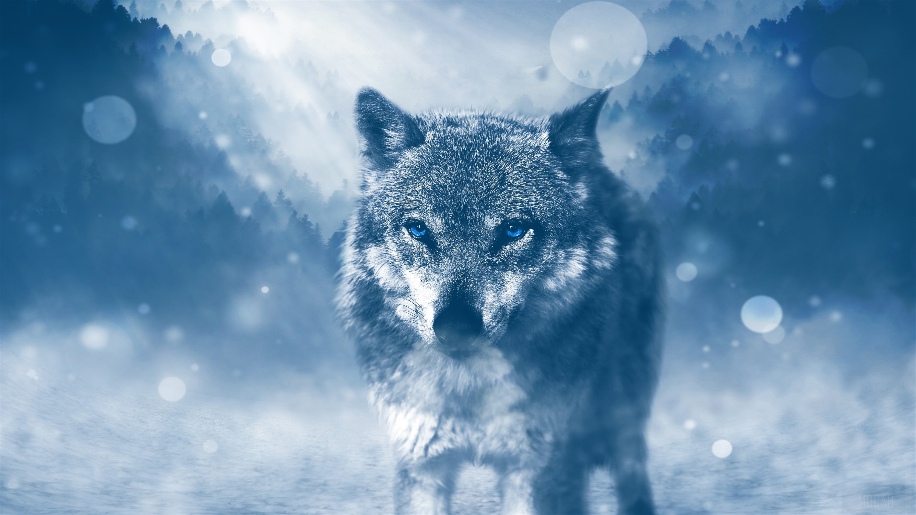 Wolf with blue eyes in a snowy forest HD Wallpaper