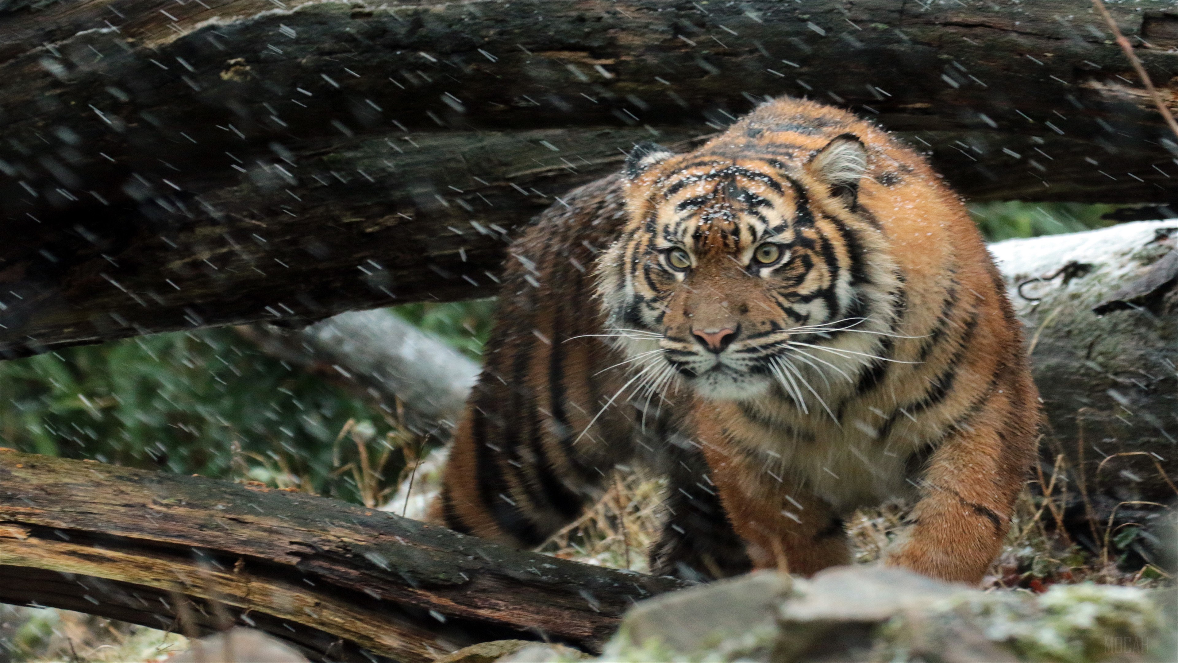 Wild Sumatran Tiger in Snow 4K HD Wallpaper