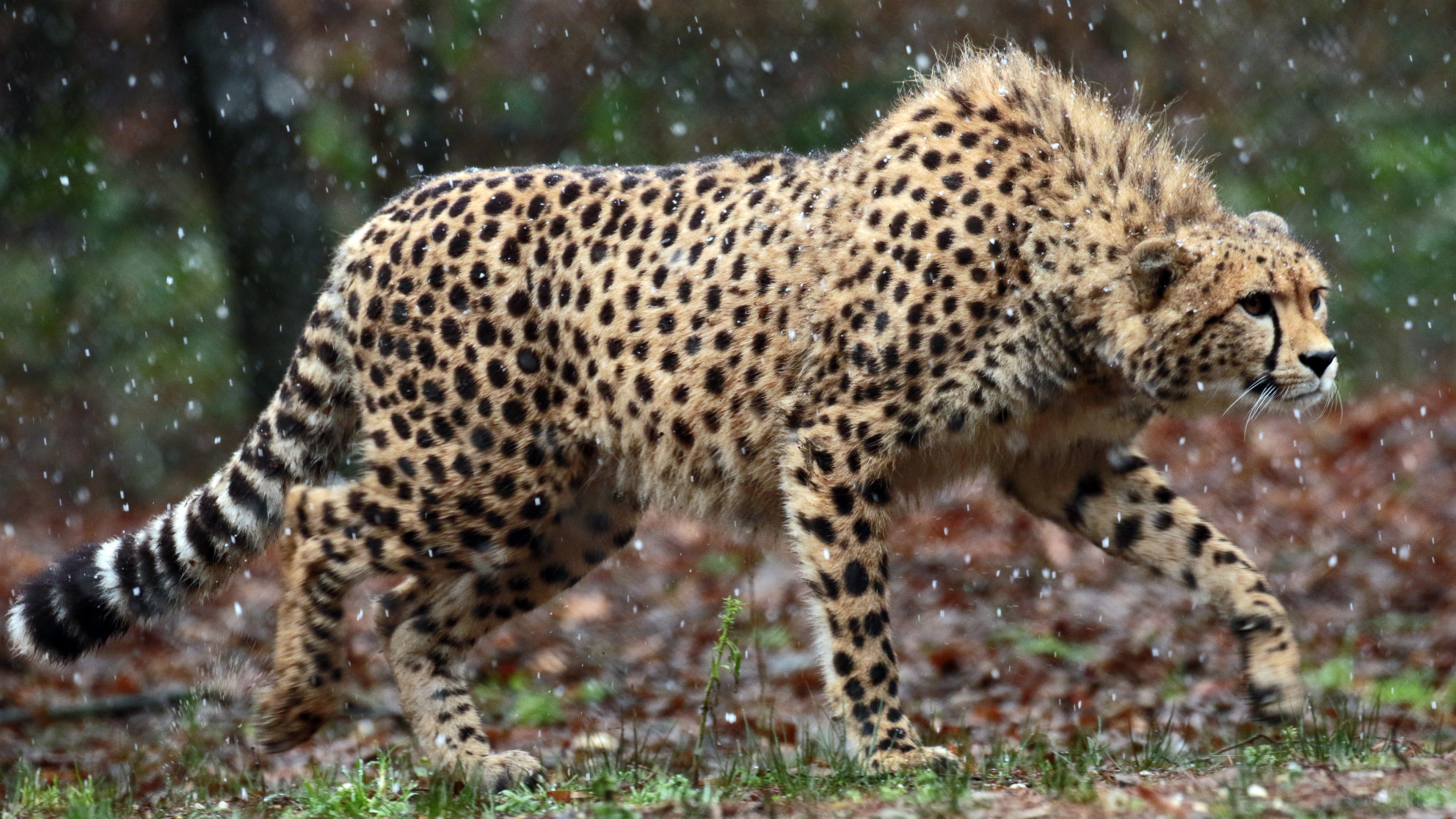 Wild Cheetah in Snow HD Wallpaper
