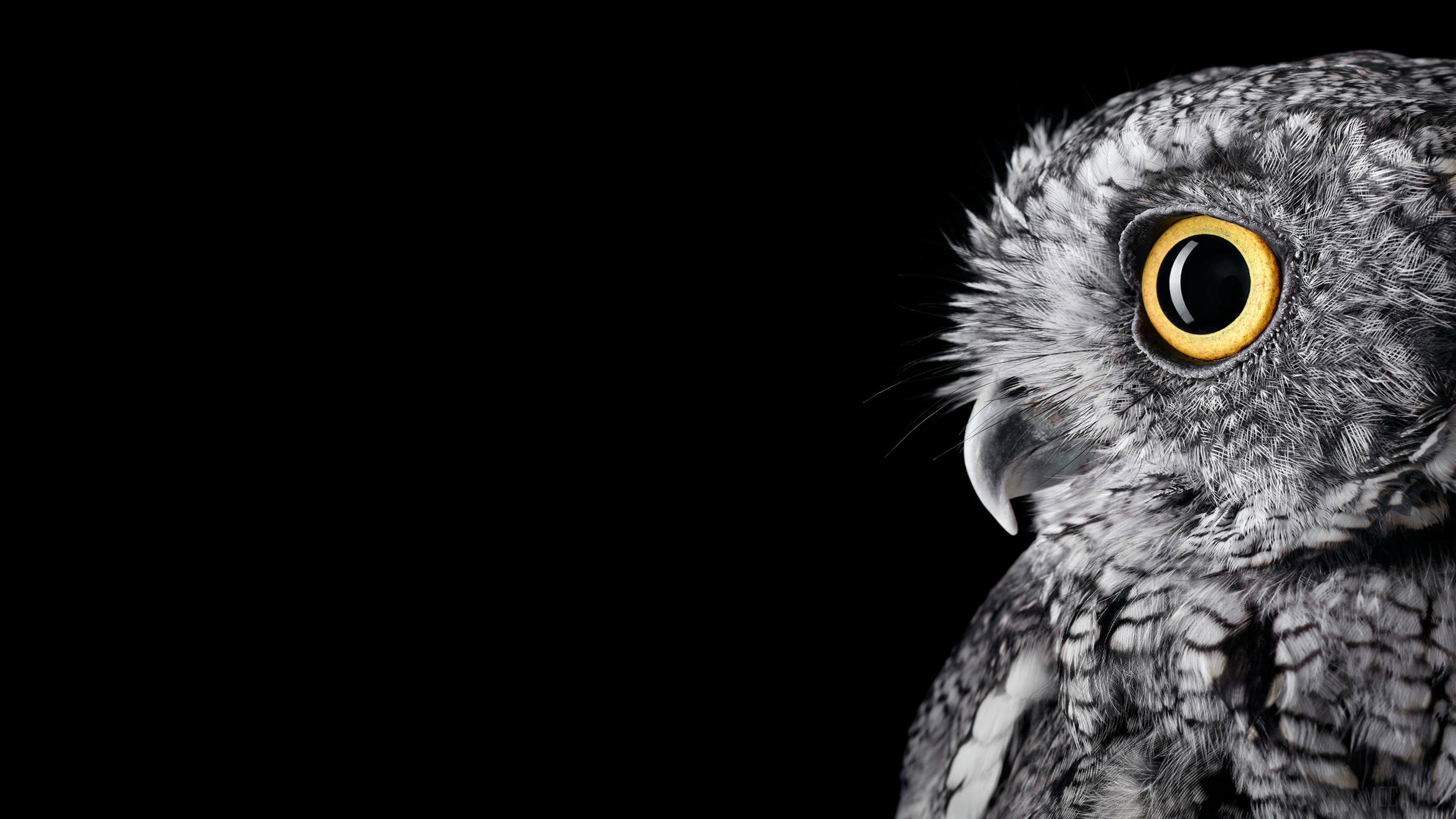 Close-up of an Owl's Eye 4K HD Wallpaper