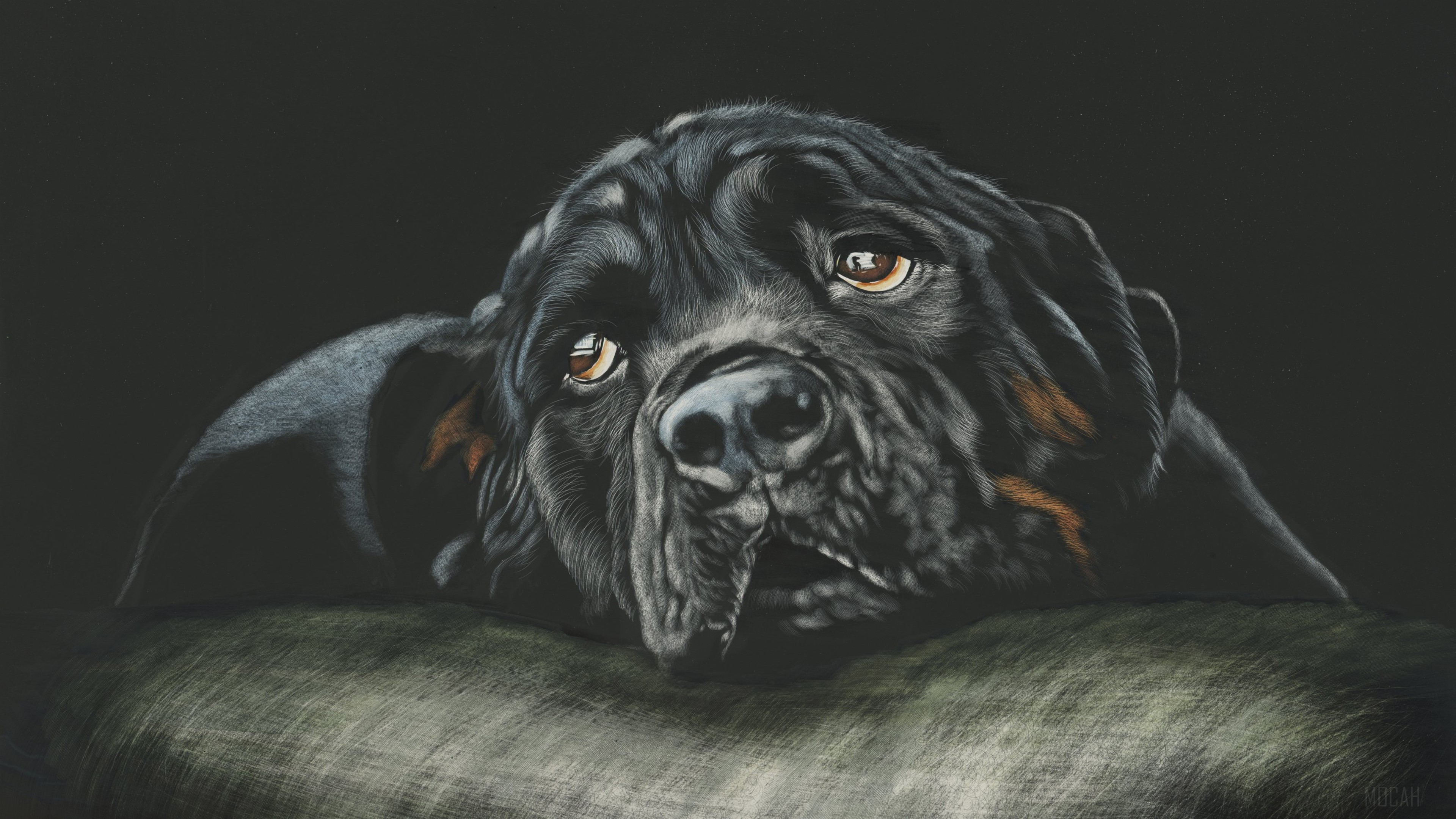 Black Rottweiler Dog Portrait 4K HD Wallpaper