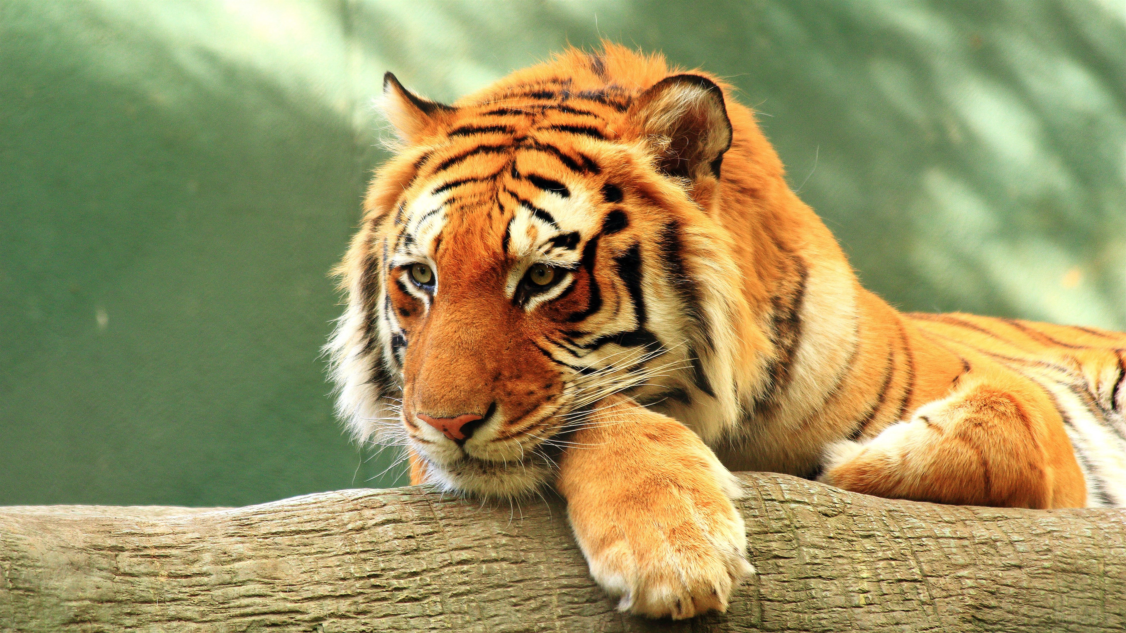 Tiger resting on a log HD Wallpaper