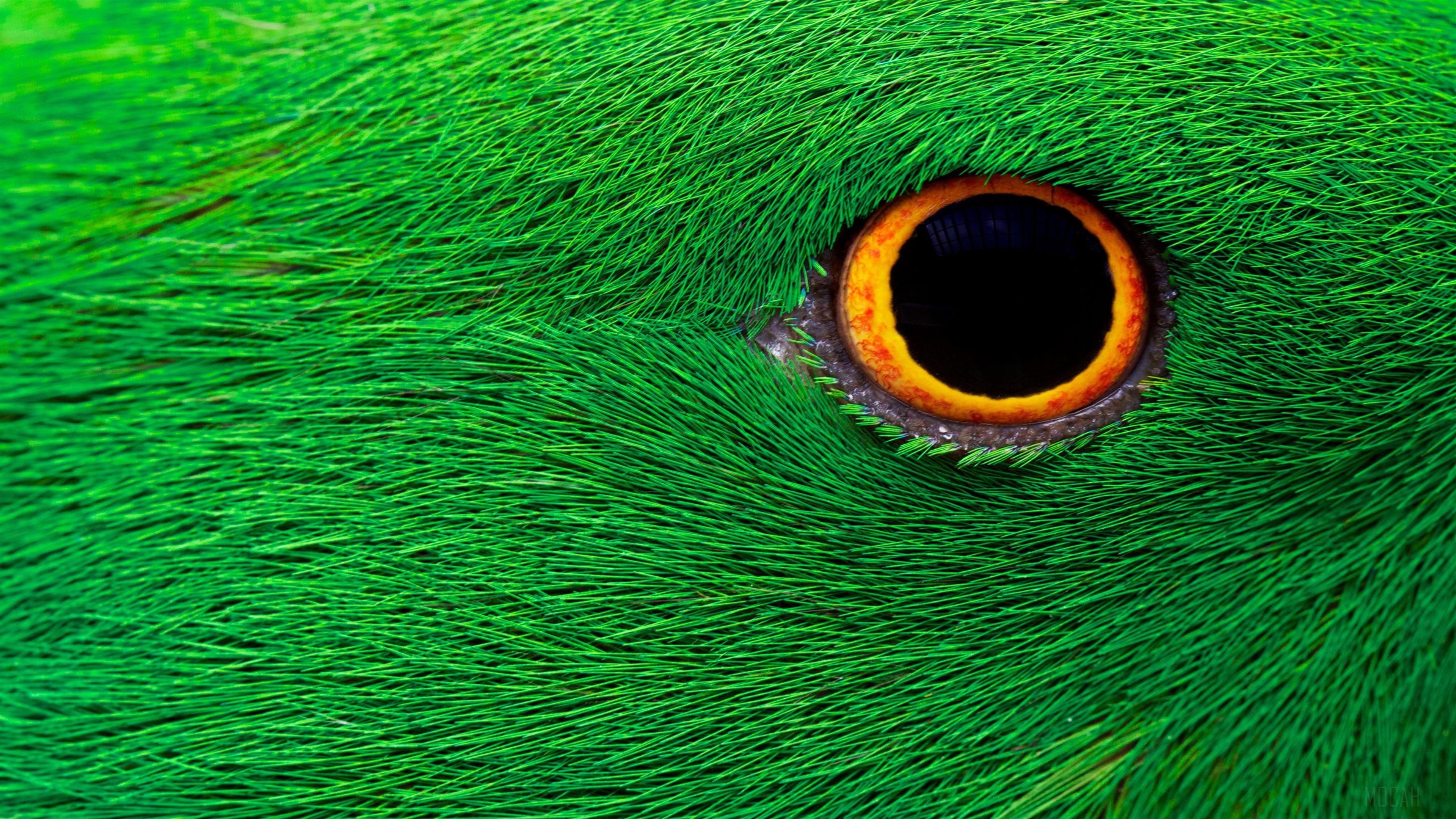 Close-up of a green bird's eye HD Wallpaper