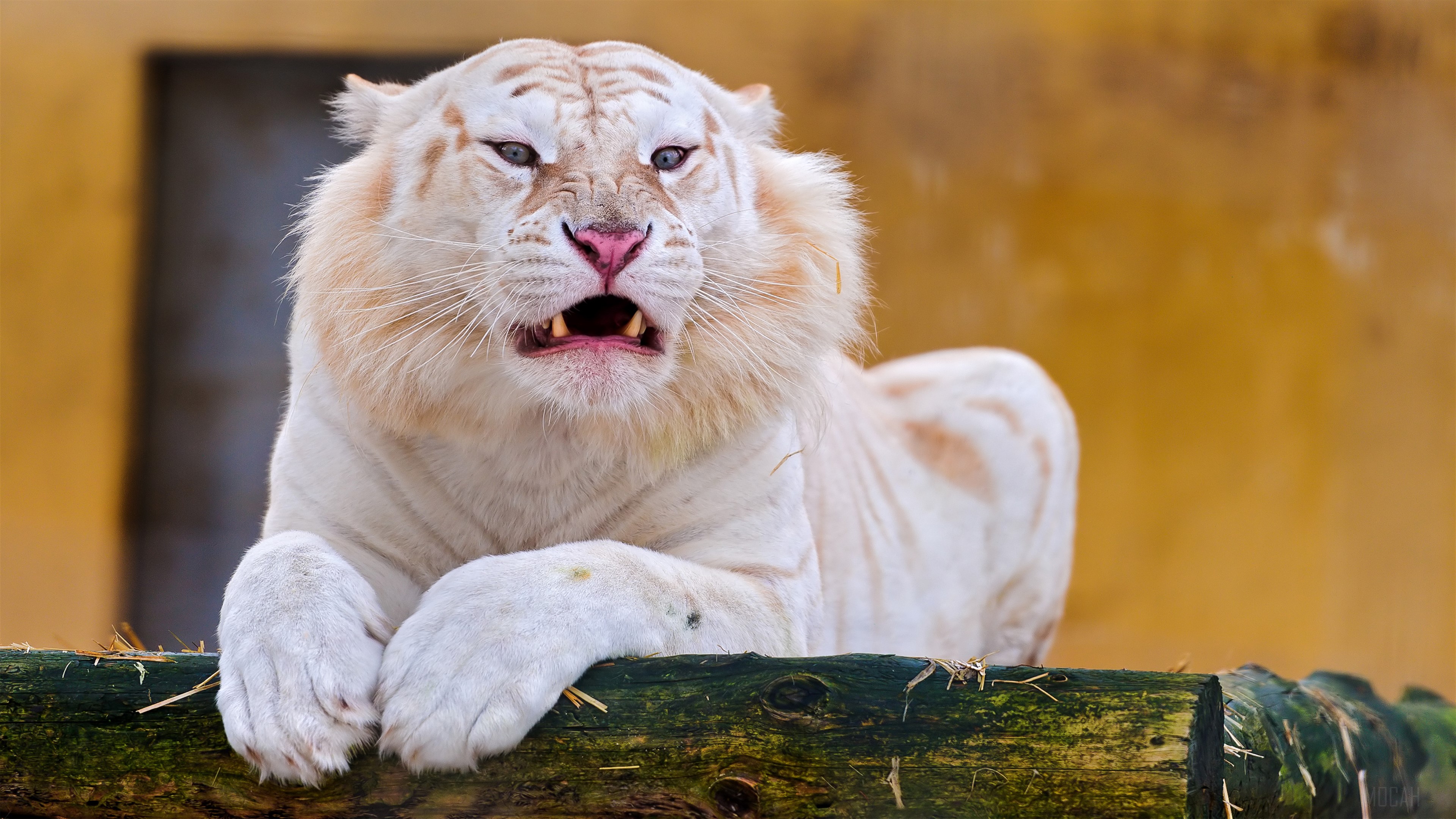 White Tiger 4K HD Wallpaper