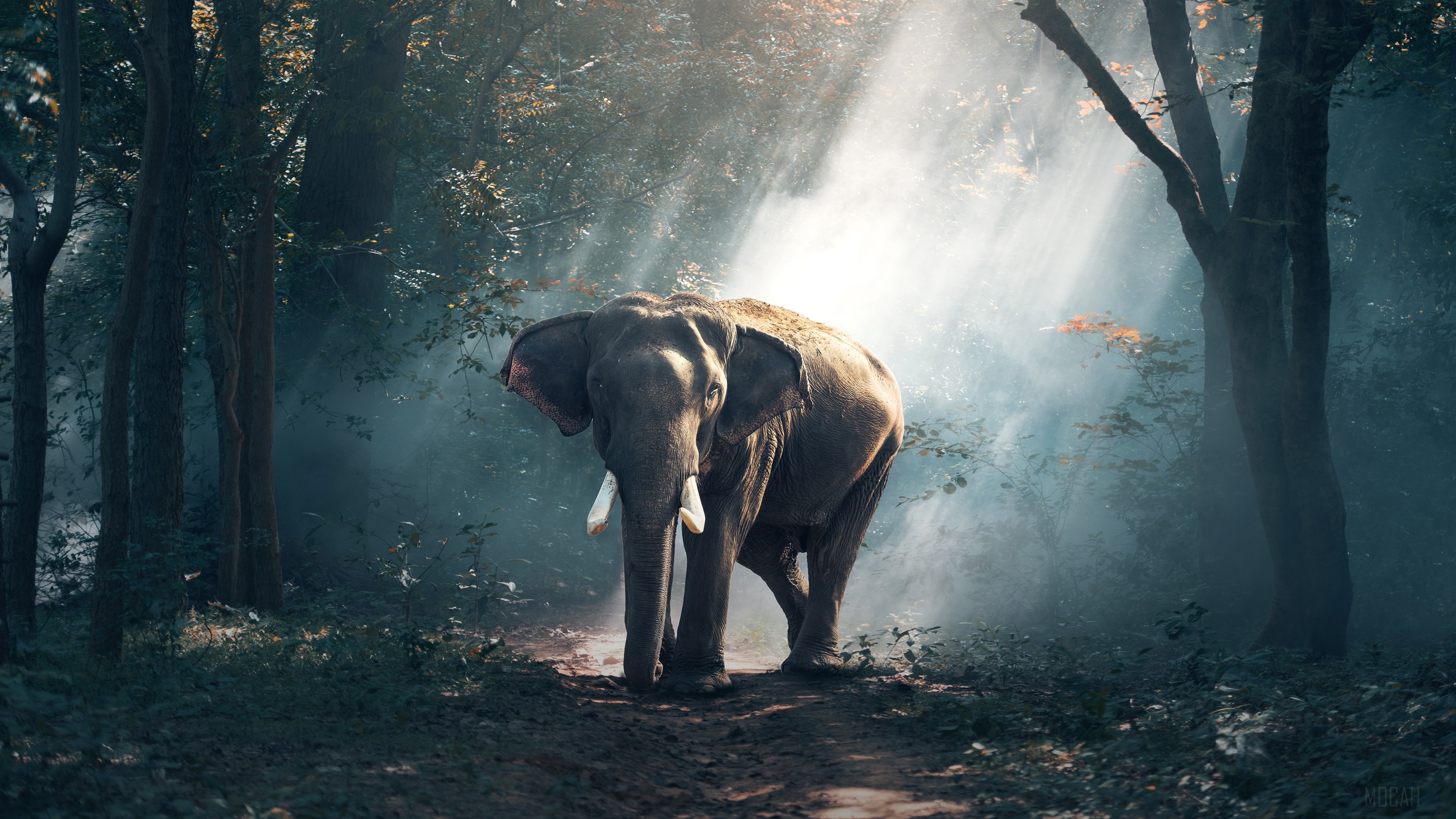 Elephant in a misty forest 4K HD Wallpaper