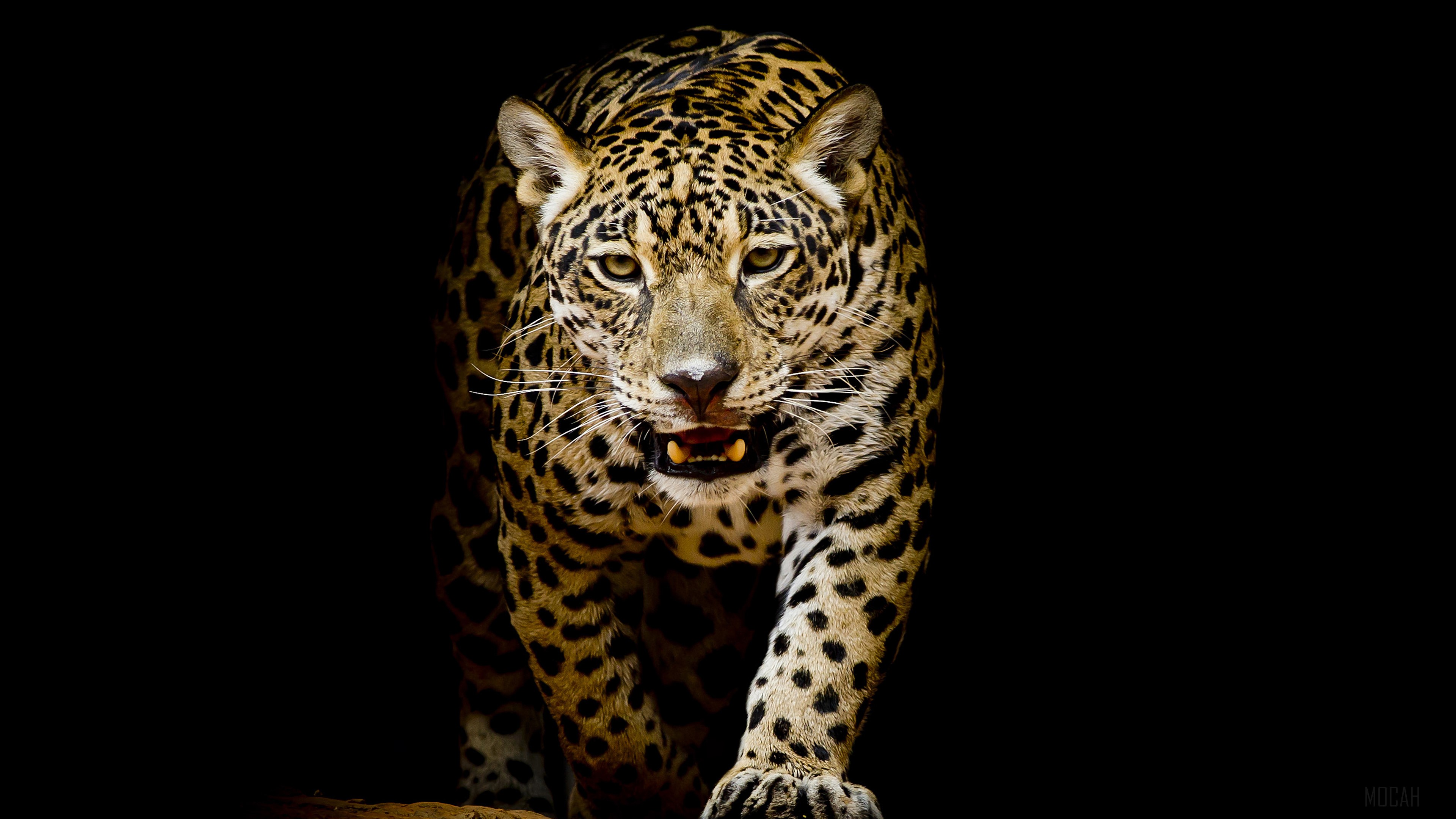 Jaguar walking forward with mouth open HD Wallpaper