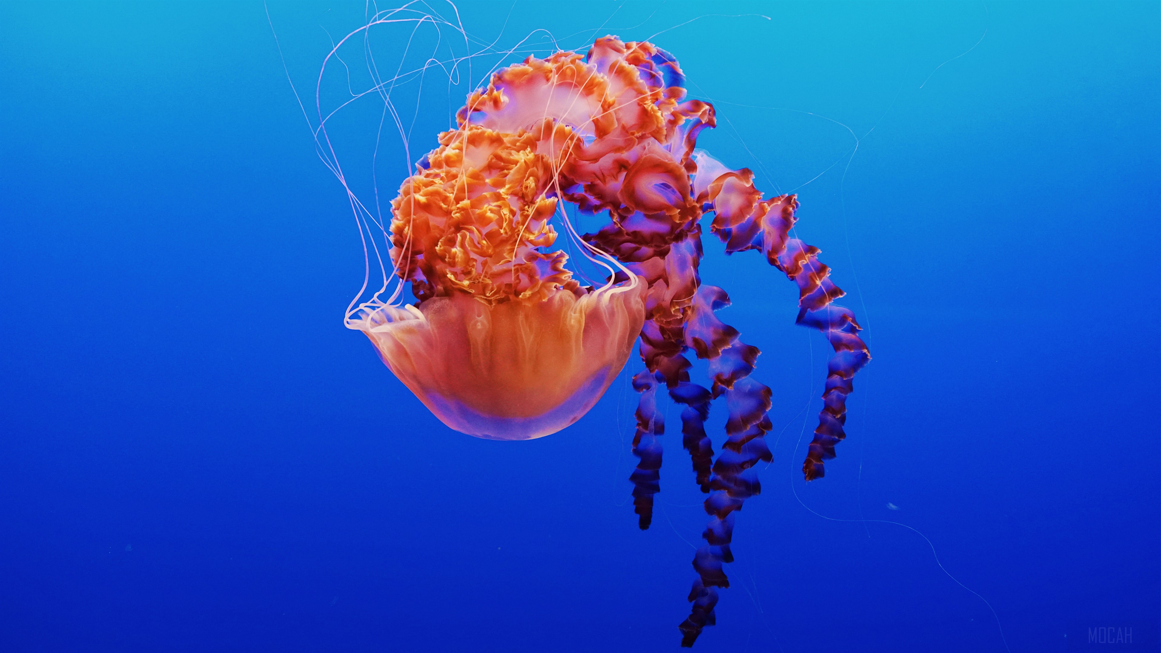 Jellyfish in Monterey Bay Aquarium HD Wallpaper