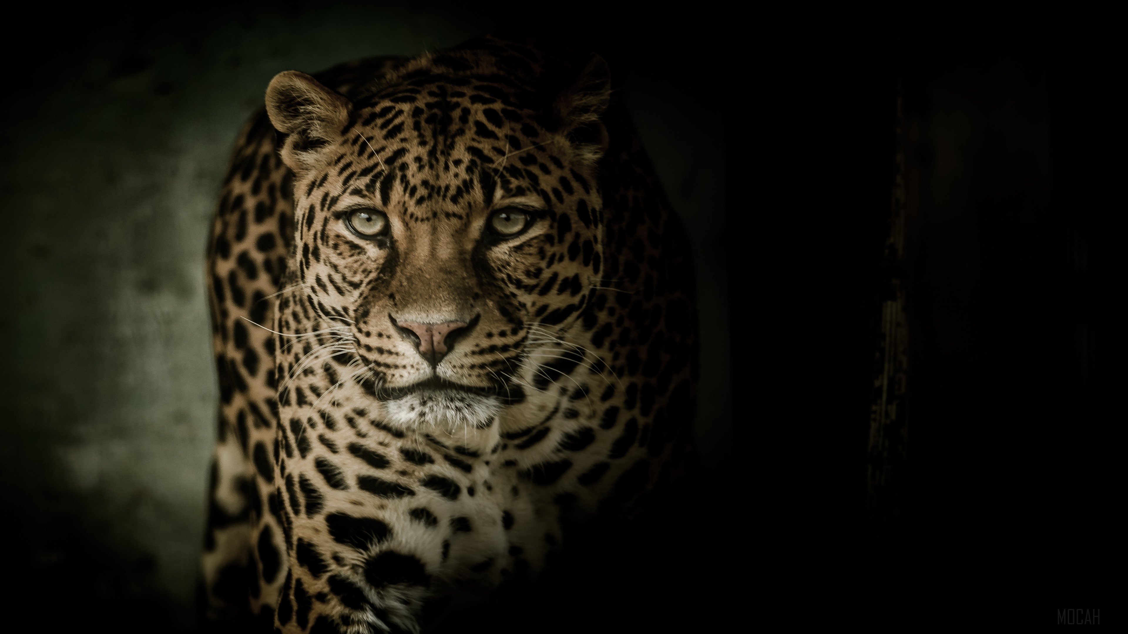 Leopard HD Wallpaper