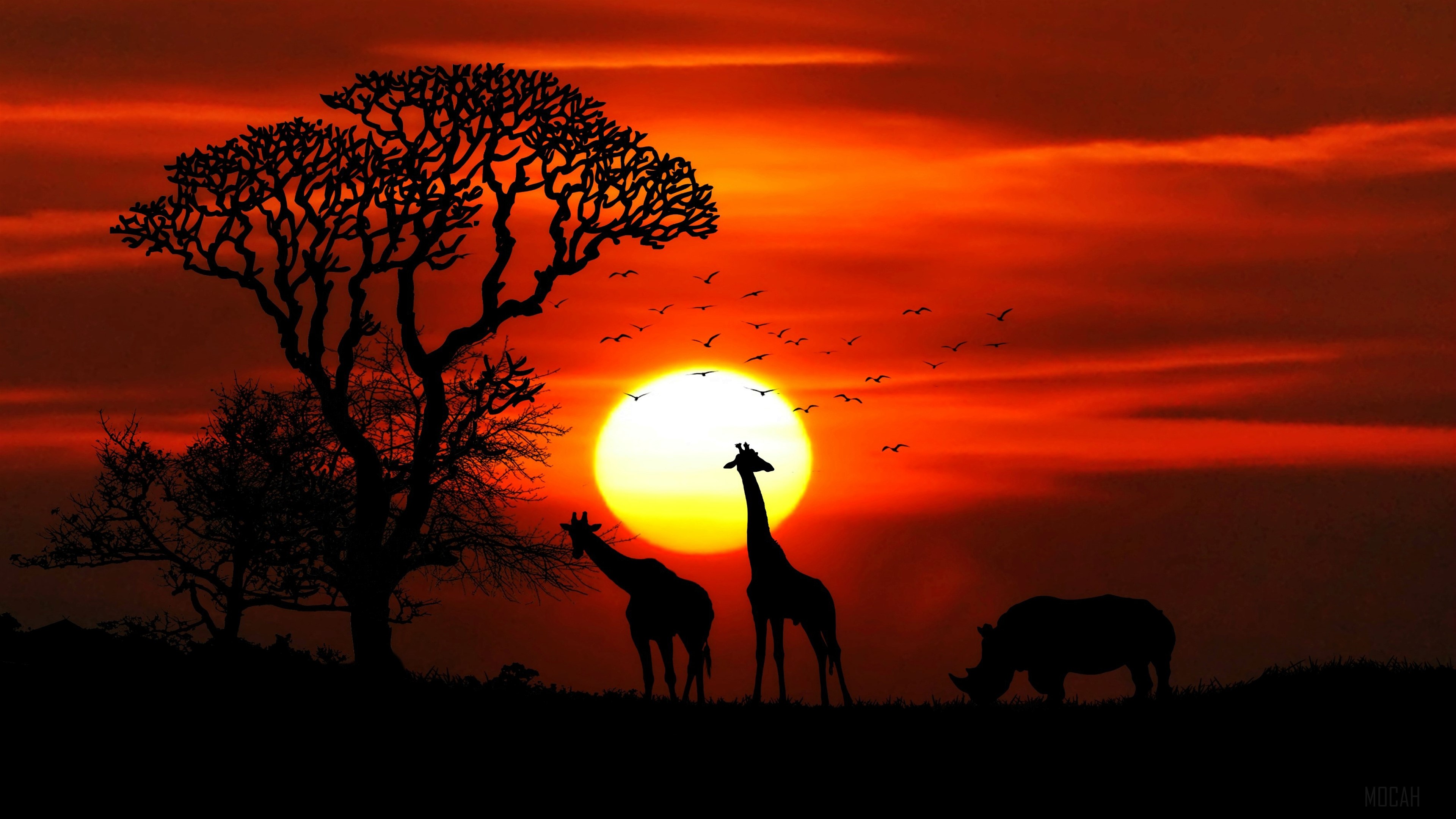 Sunset with Giraffes and Rhinoceros in Africa 4K HD Wallpaper