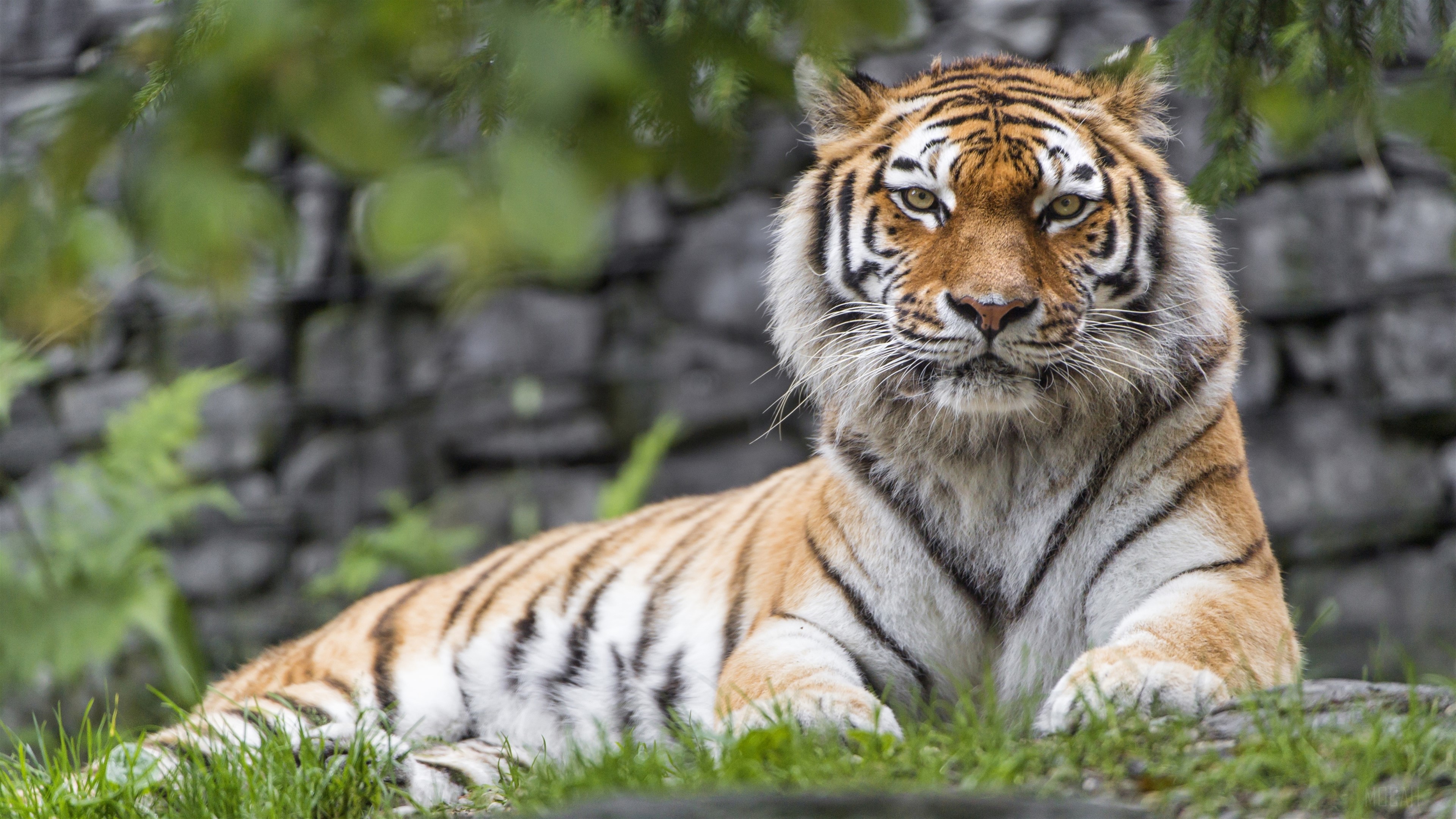 Tiger in a zoo 4K HD Wallpaper