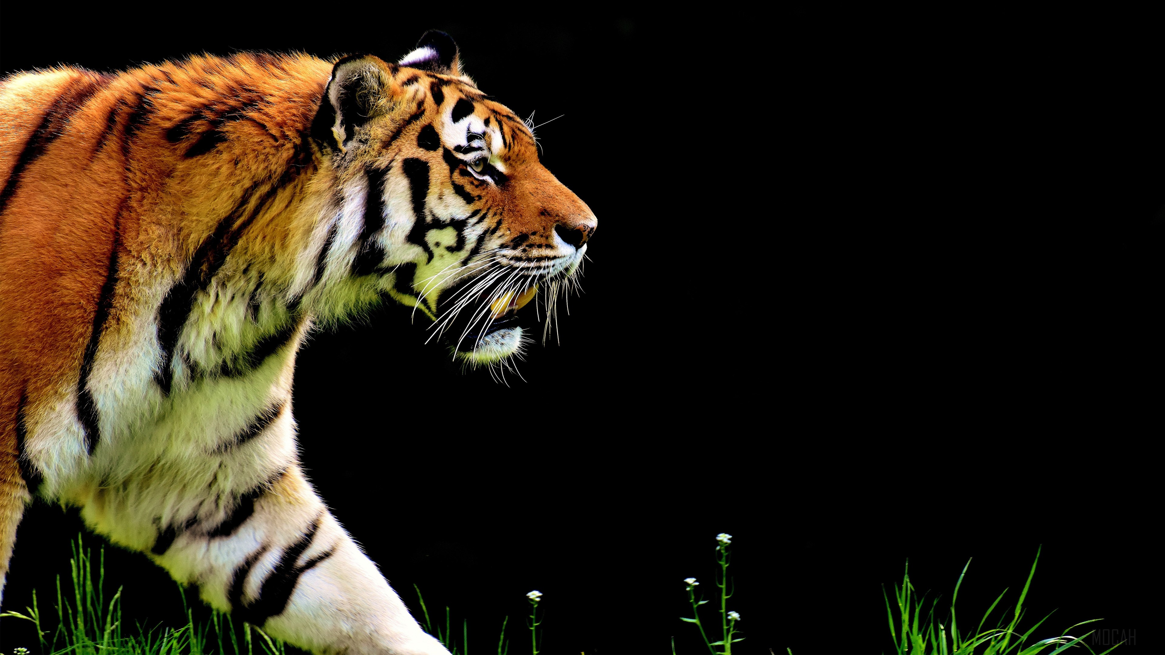 The Tiger HD Wallpaper