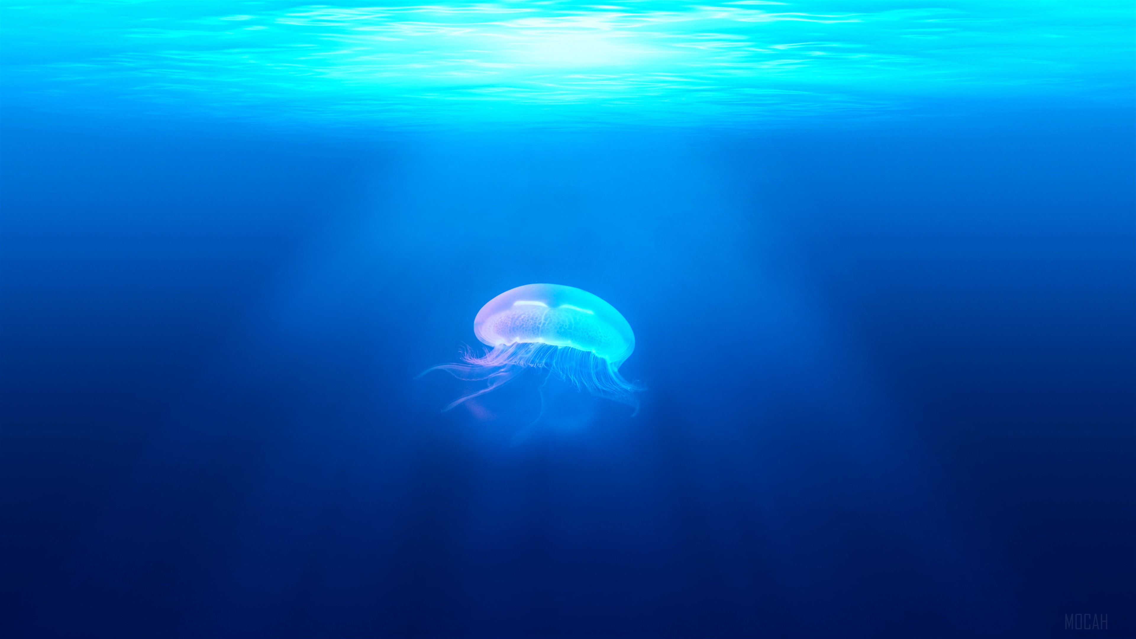 Jellyfish Underwater HD Wallpaper