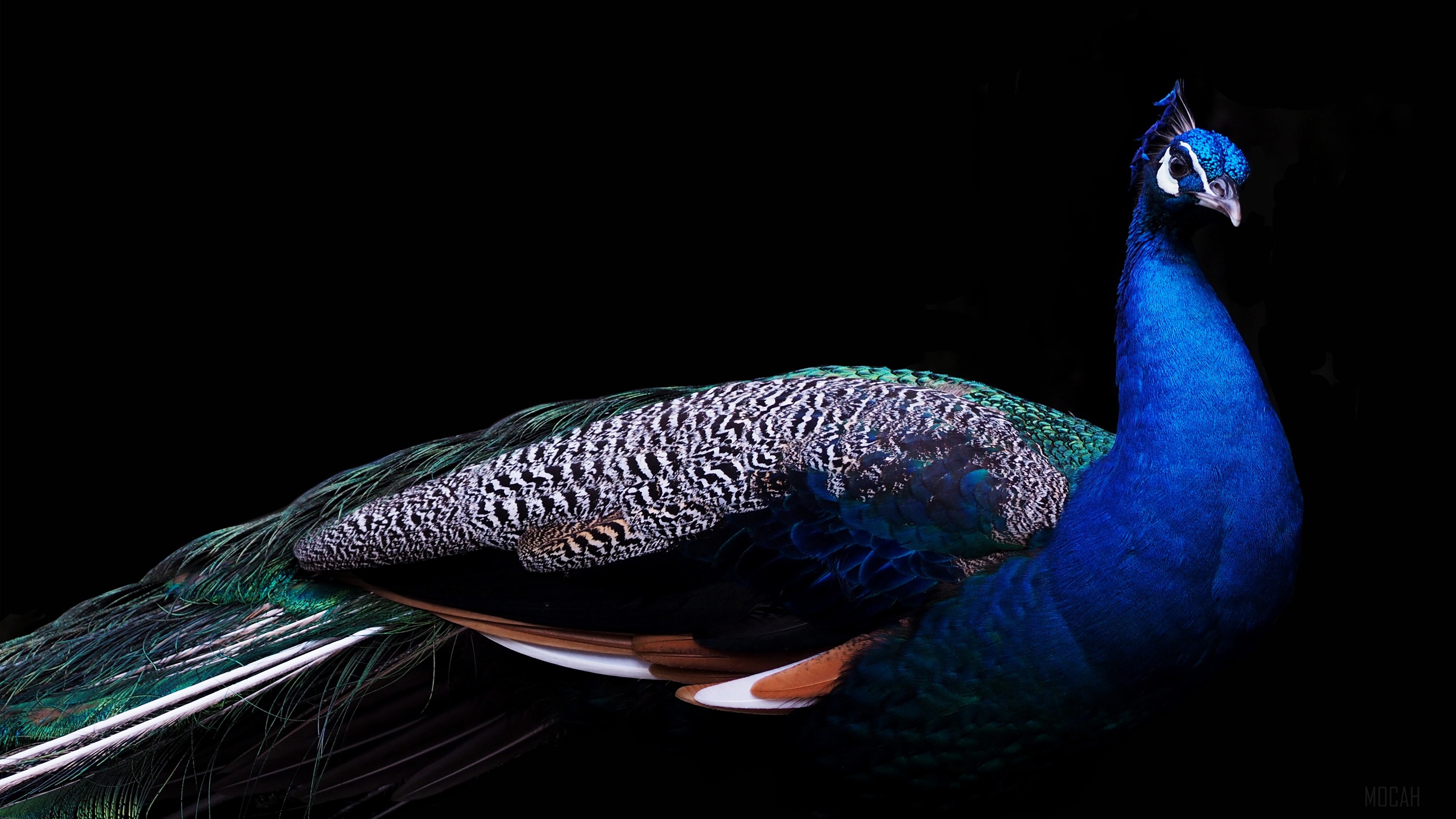Beautiful Peacock HD Wallpaper