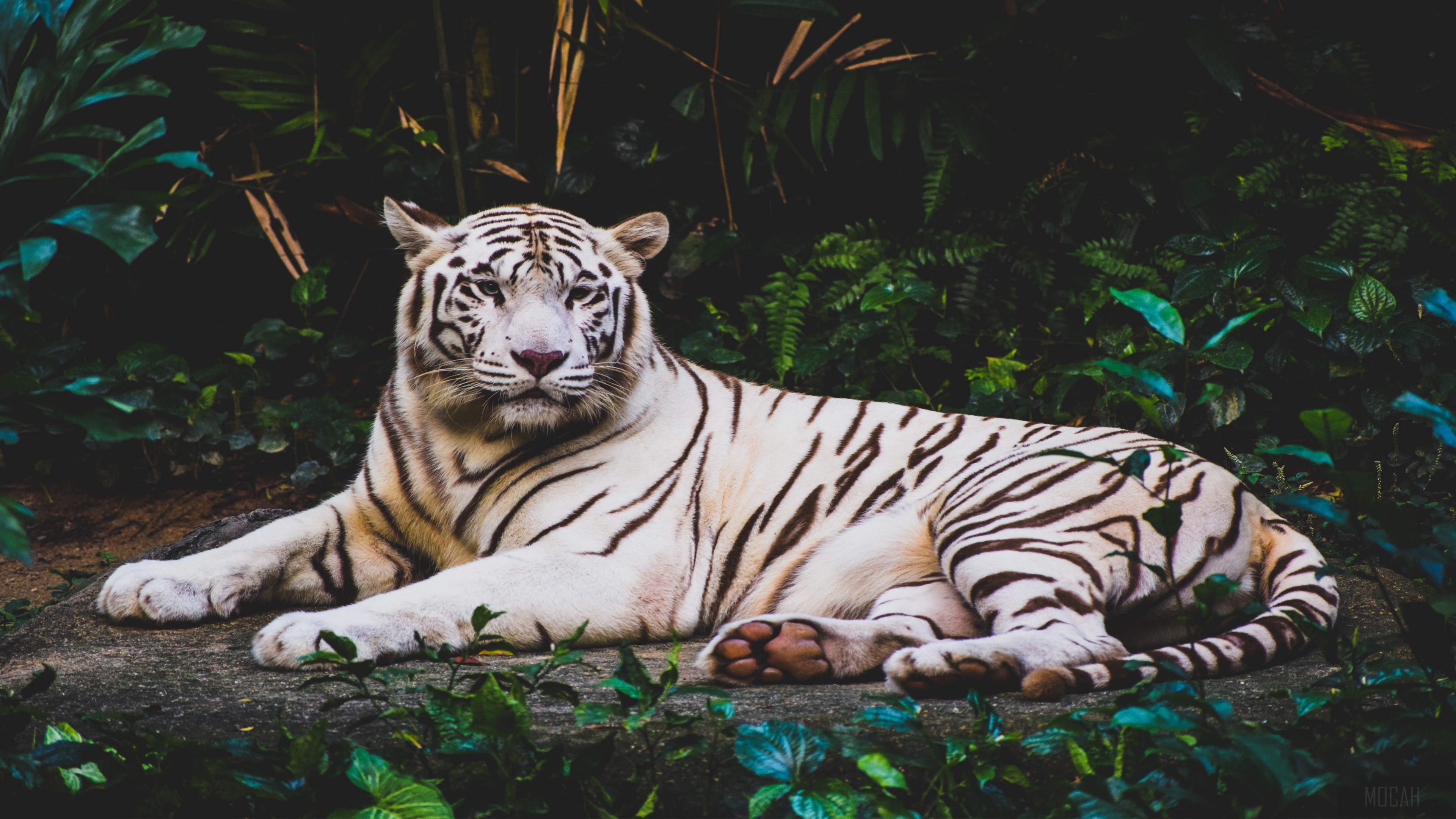 White Tiger in a Forest HD Wallpaper