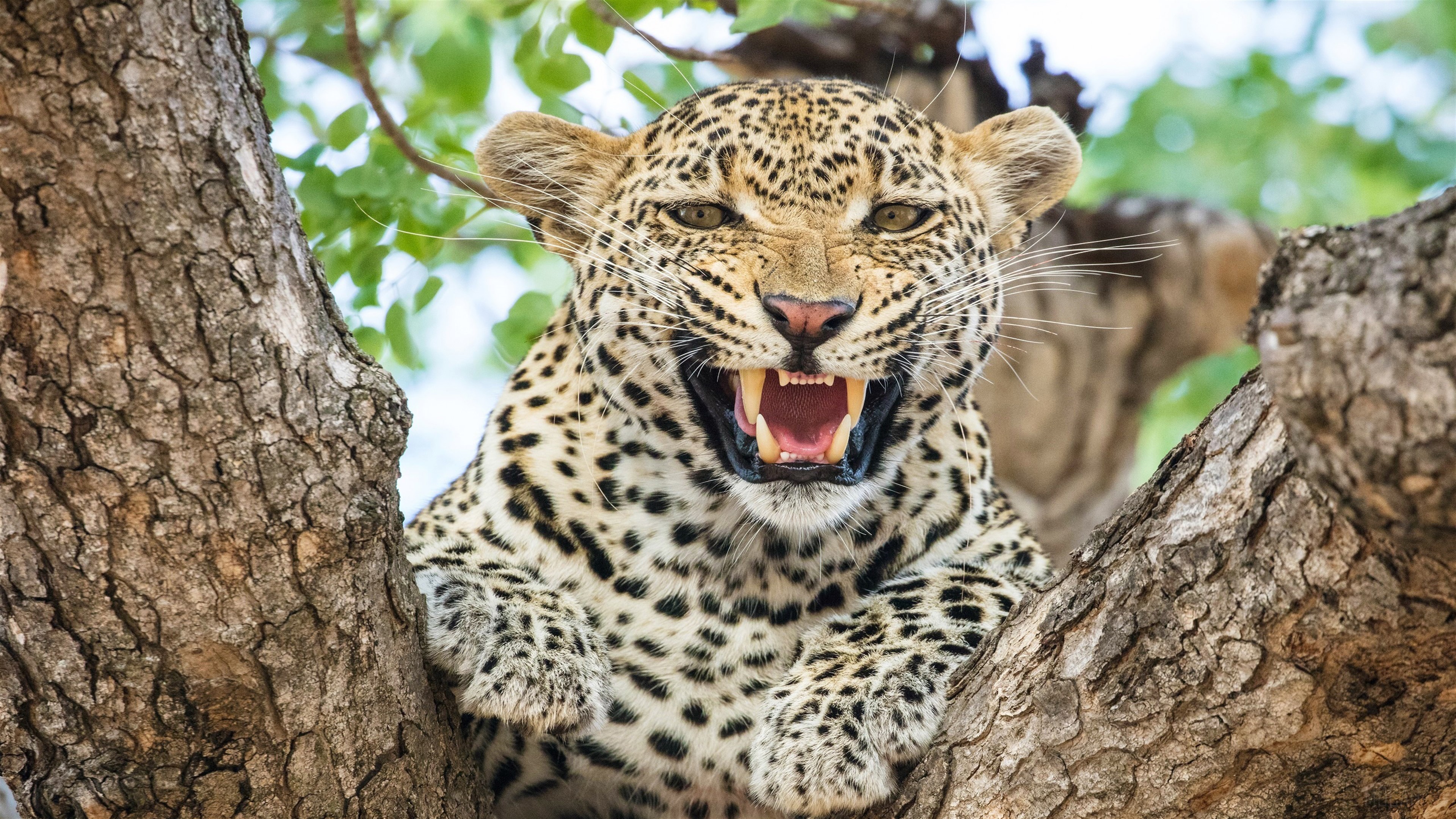 Leopard snarling in a tree 4K HD Wallpaper