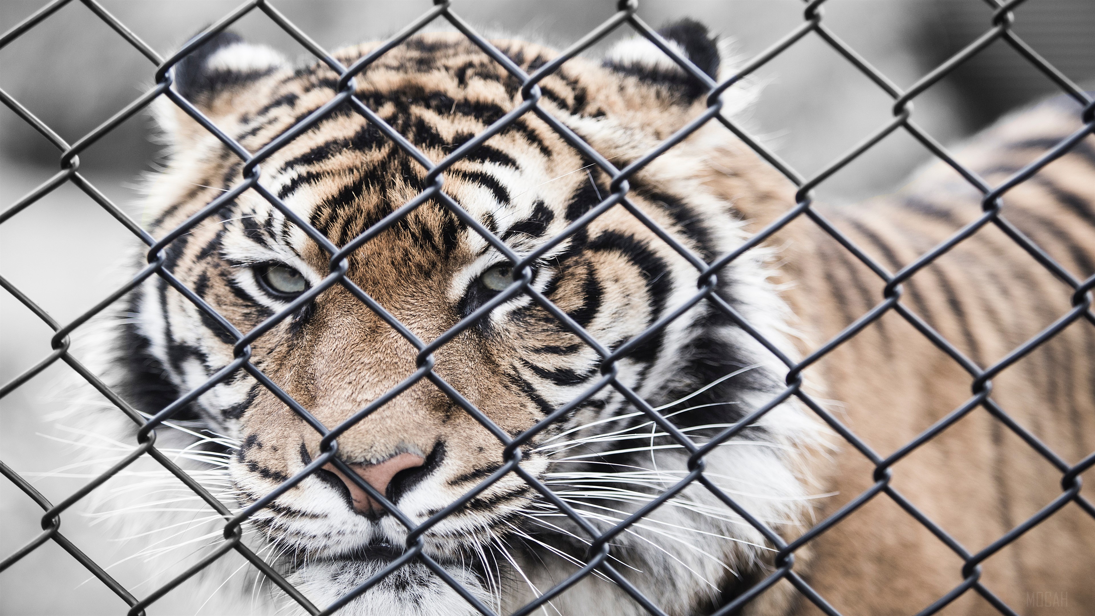 Tiger behind a fence in a zoo HD Wallpaper