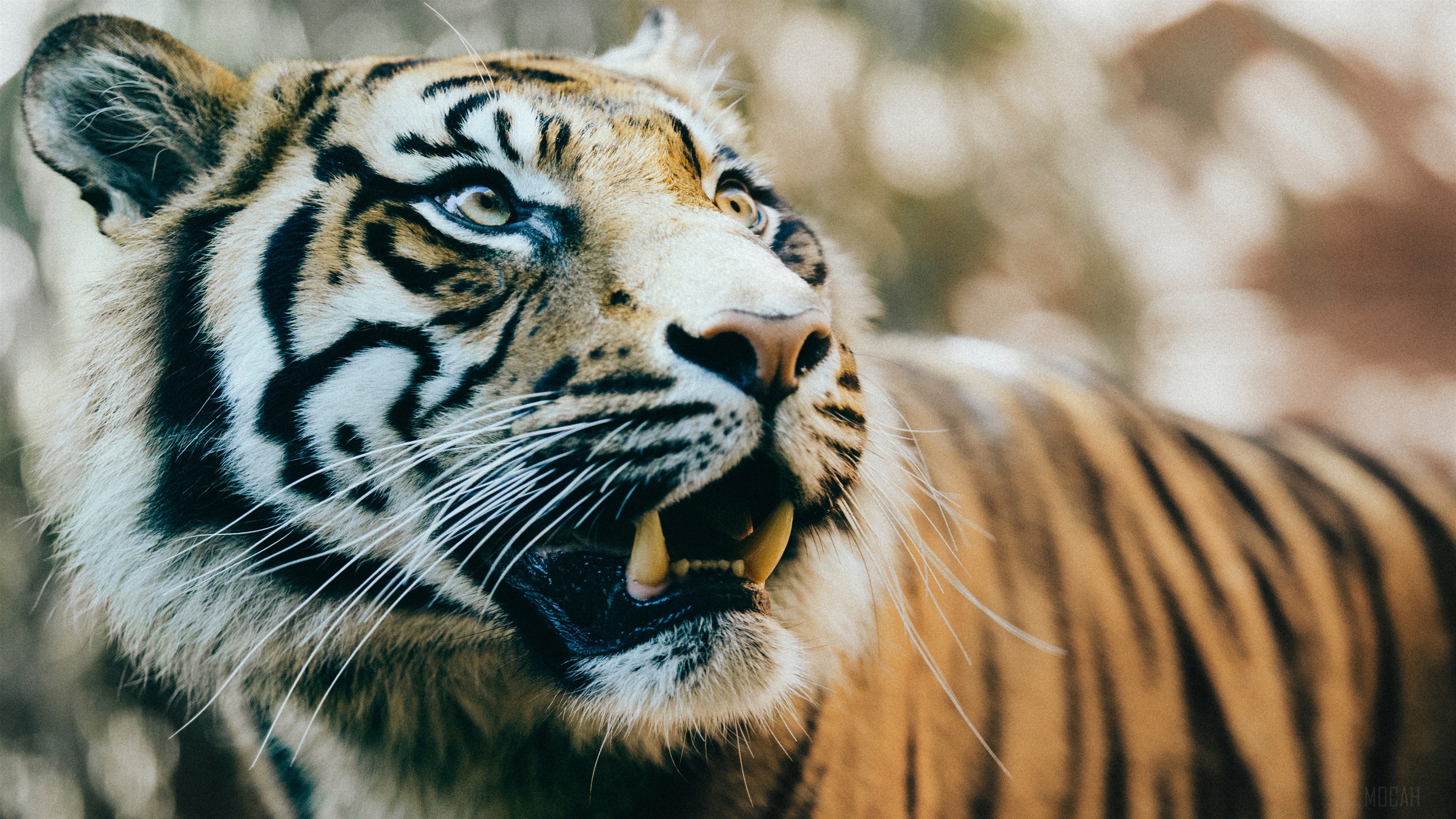 Close-up of a Tiger's Face in 4K HD Wallpaper