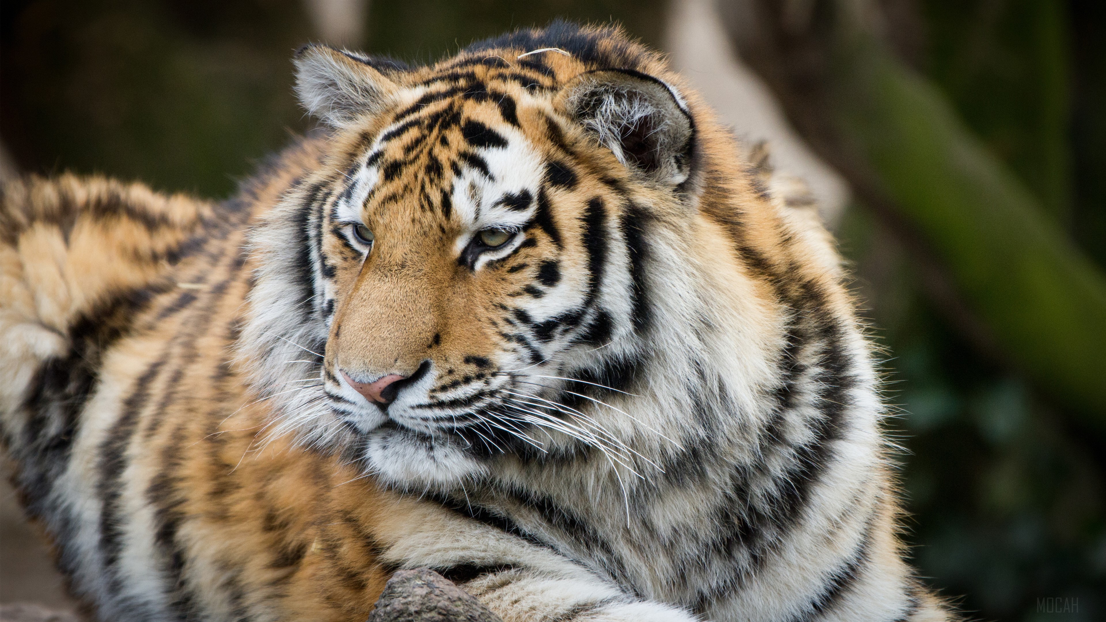 Close-up of a Tiger in 4K HD Wallpaper