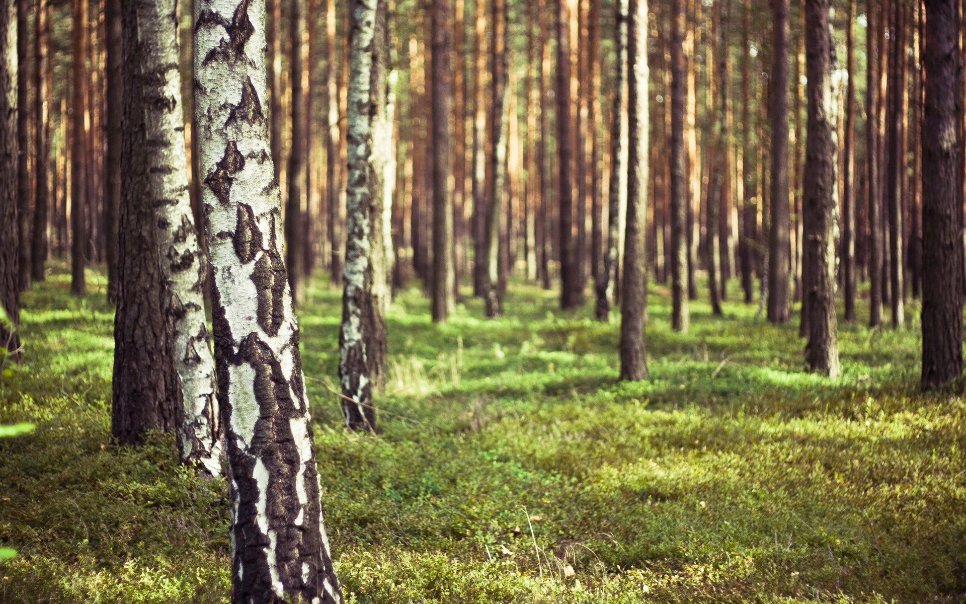Forest with birch and pine trees and green ground cover HD Wallpaper